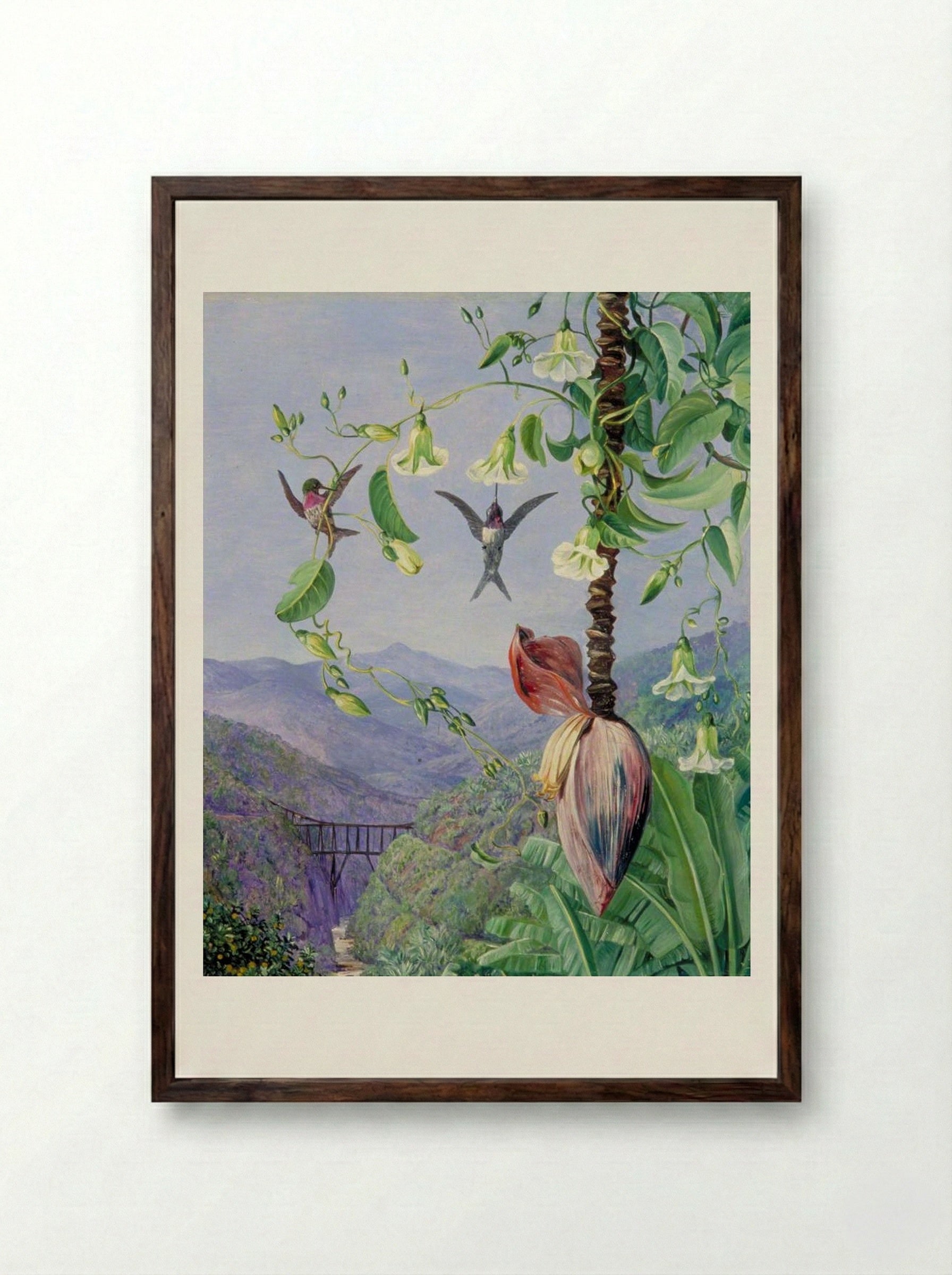 The Aqueduct of Morro Velho, Brazil - Marianne North - Framed Print Dark Wood