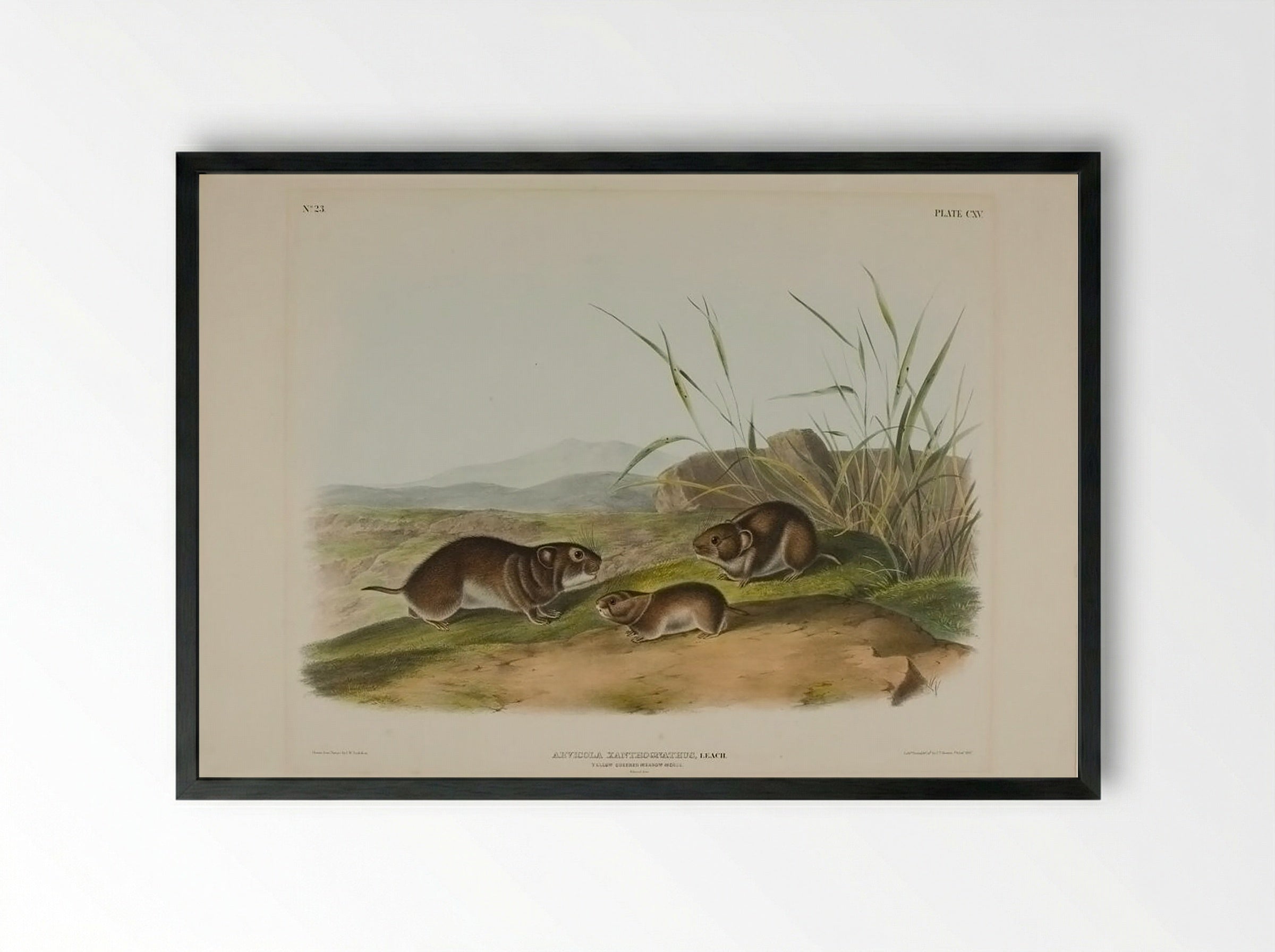 Yellow Cheeked Meadow Mouse (Arviicola Xanthognathus, Leach) - John James Audubon - Framed Print Black