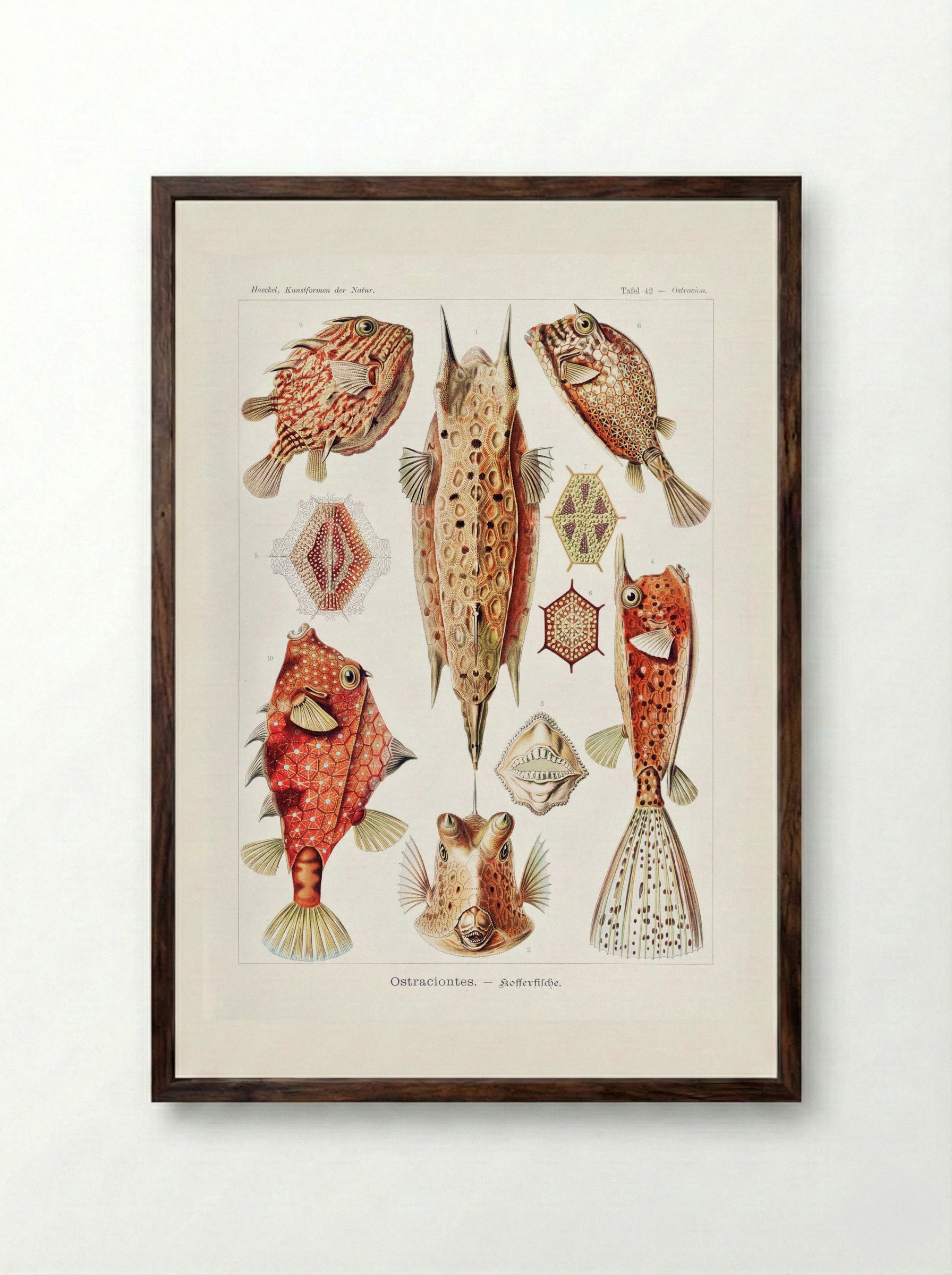 Ostraciontes-Kofferfilche (1904) - Ernst Haeckel - Framed Print Dark Wood