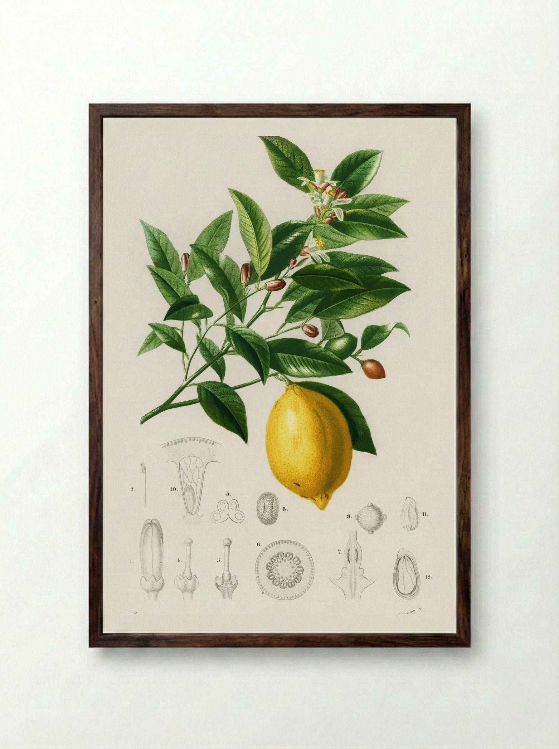 Lemon (Citrus Limonium) - Charles Dessalines D' Orbigny - Framed Print Dark Wood