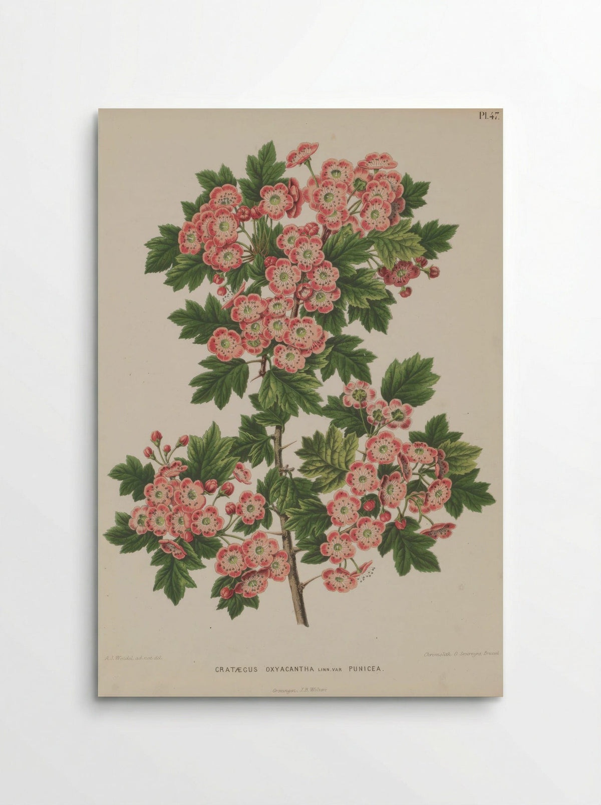 Crataegus Oxyacantha L. - A. J. Wendel - Poster