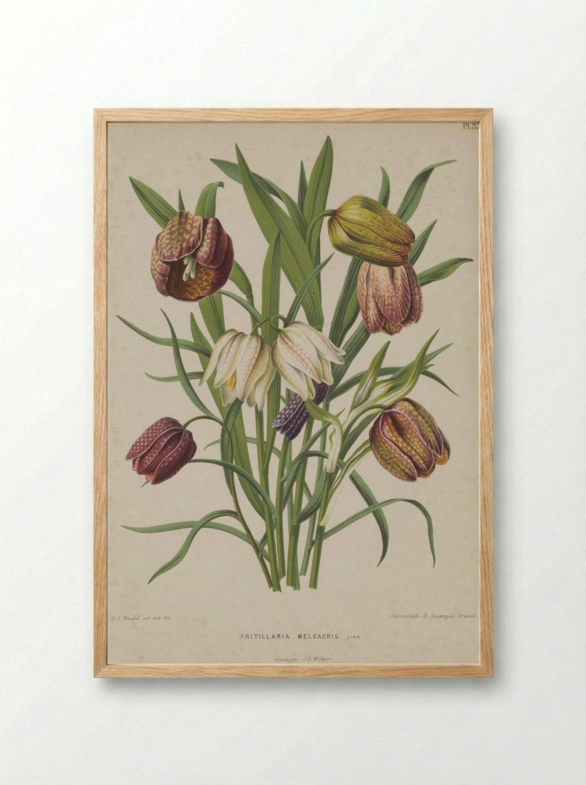 Fritillaria meleagris – A.J. Wendel - Framed Print Wood