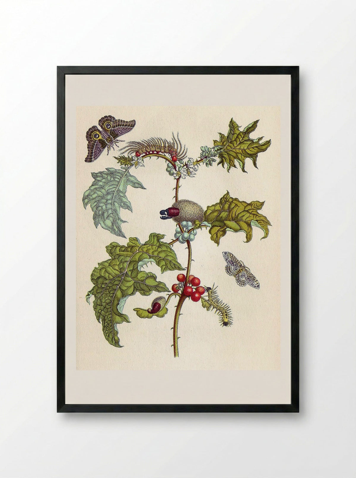 from Metamorphosis insectorum Surinamensium - Maria Sibylla Merian - Framed Print Black