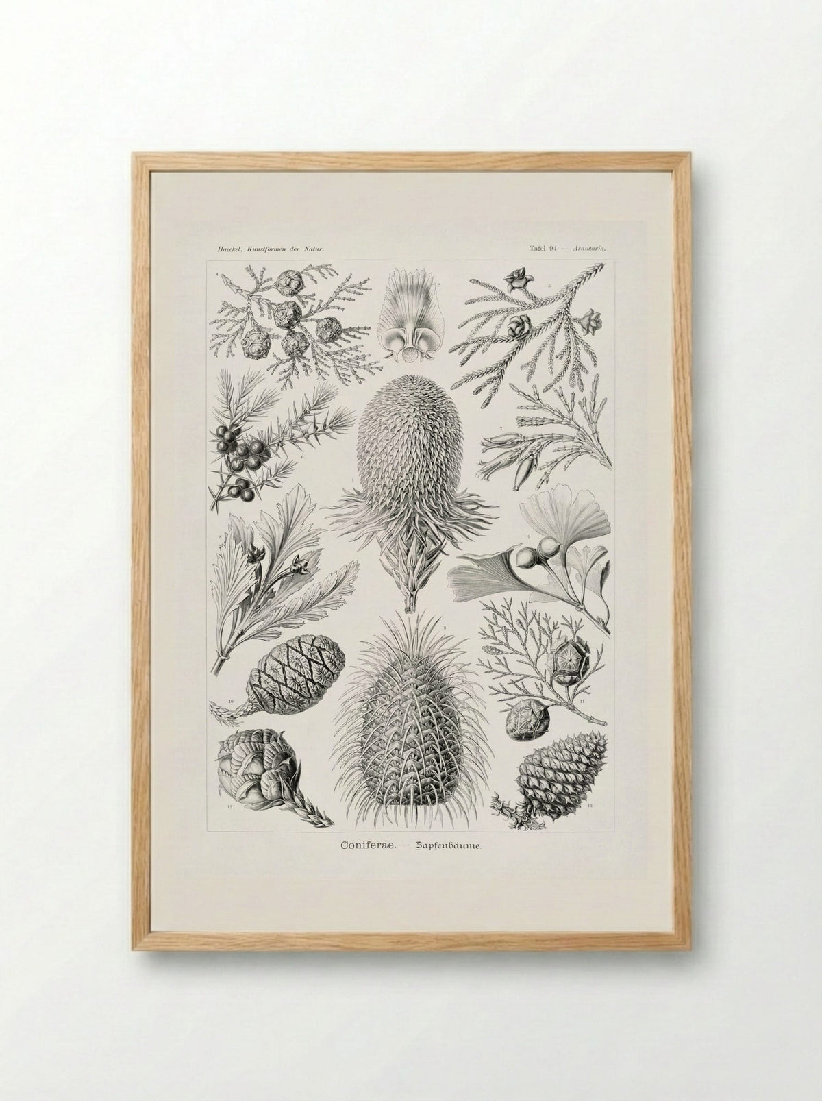 Coniferae-Bapfenbäume (1904) - Ernst Haeckel - Framed Print Wood