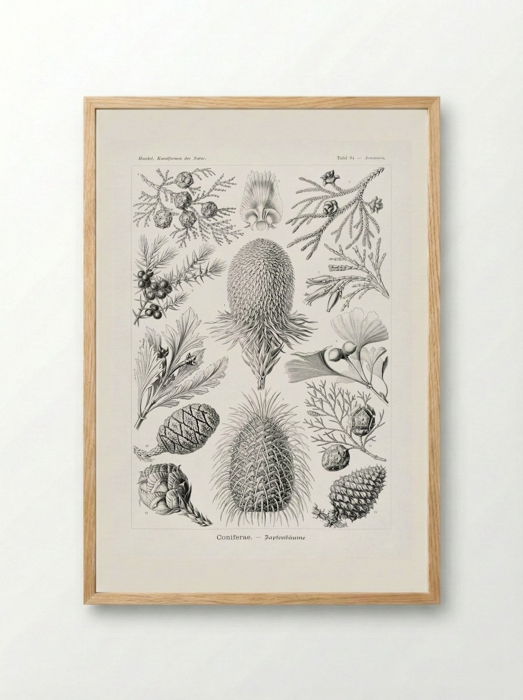 Coniferae-Bapfenbäume (1904) - Ernst Haeckel - Framed Print Wood