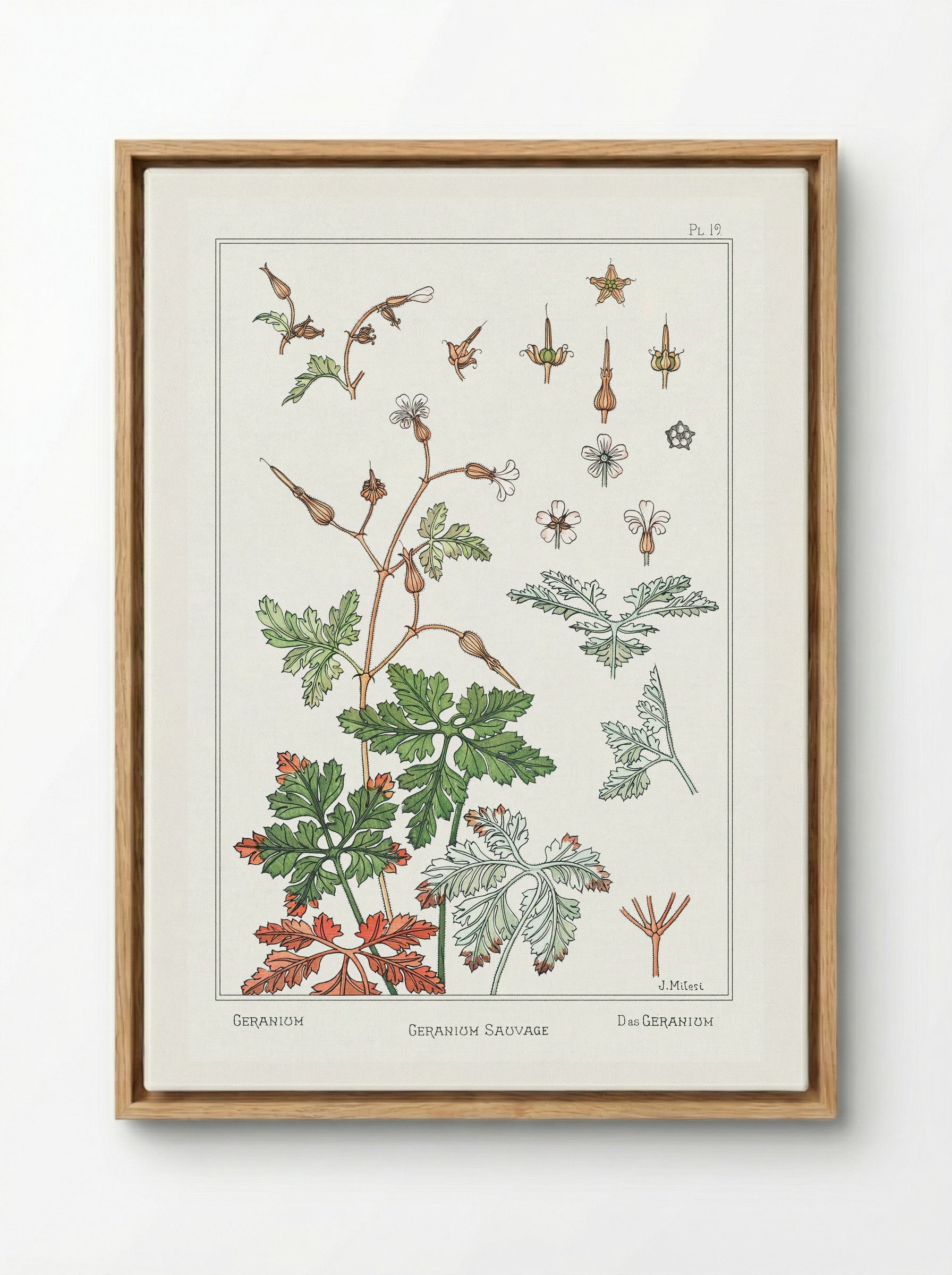Geranium sauvage - Maurice Pillard Verneuil - Framed Canvas Wood
