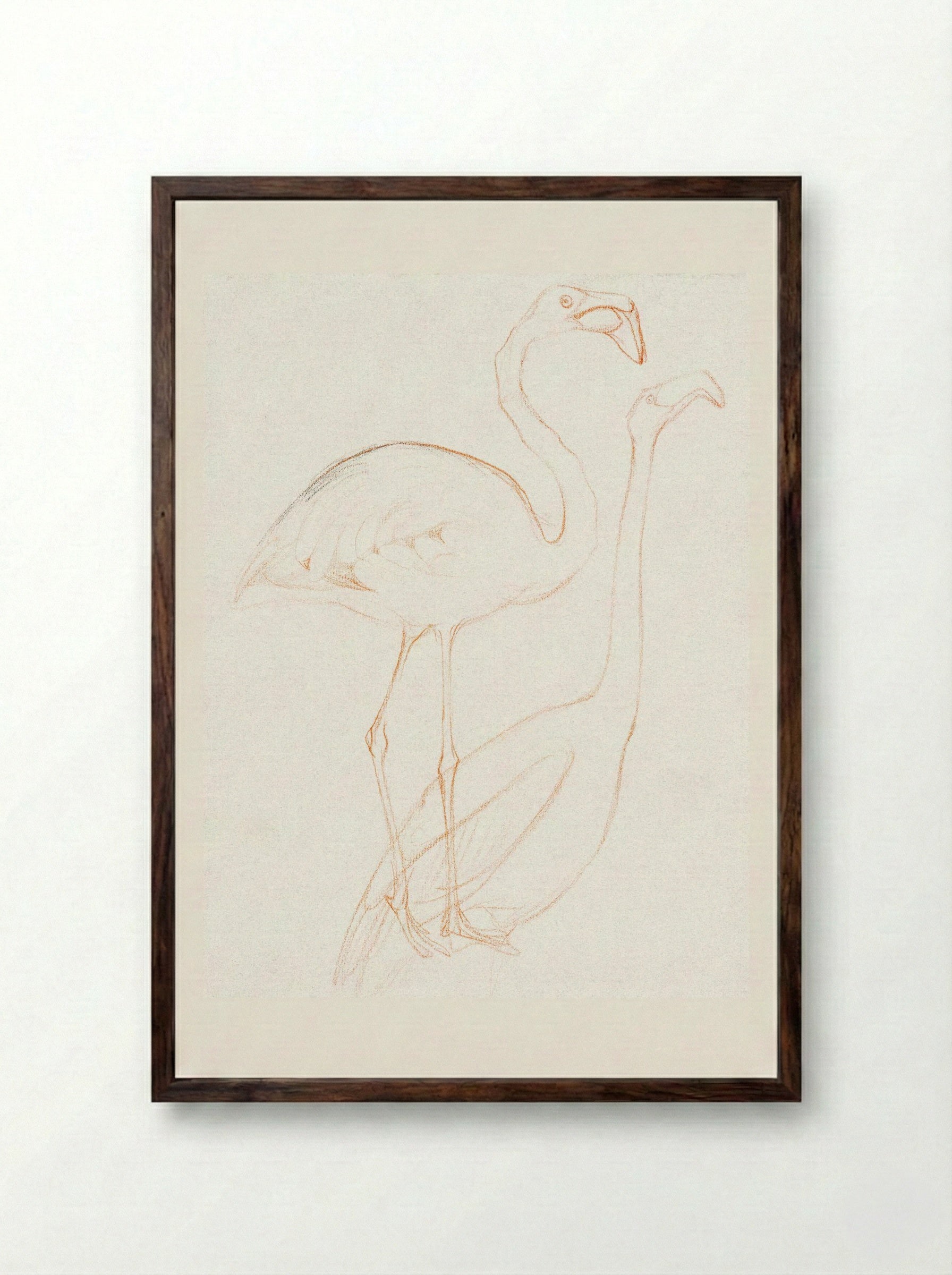 Two Studies of a Flamingo - Theo van Hoytema - Framed Print Dark Wood