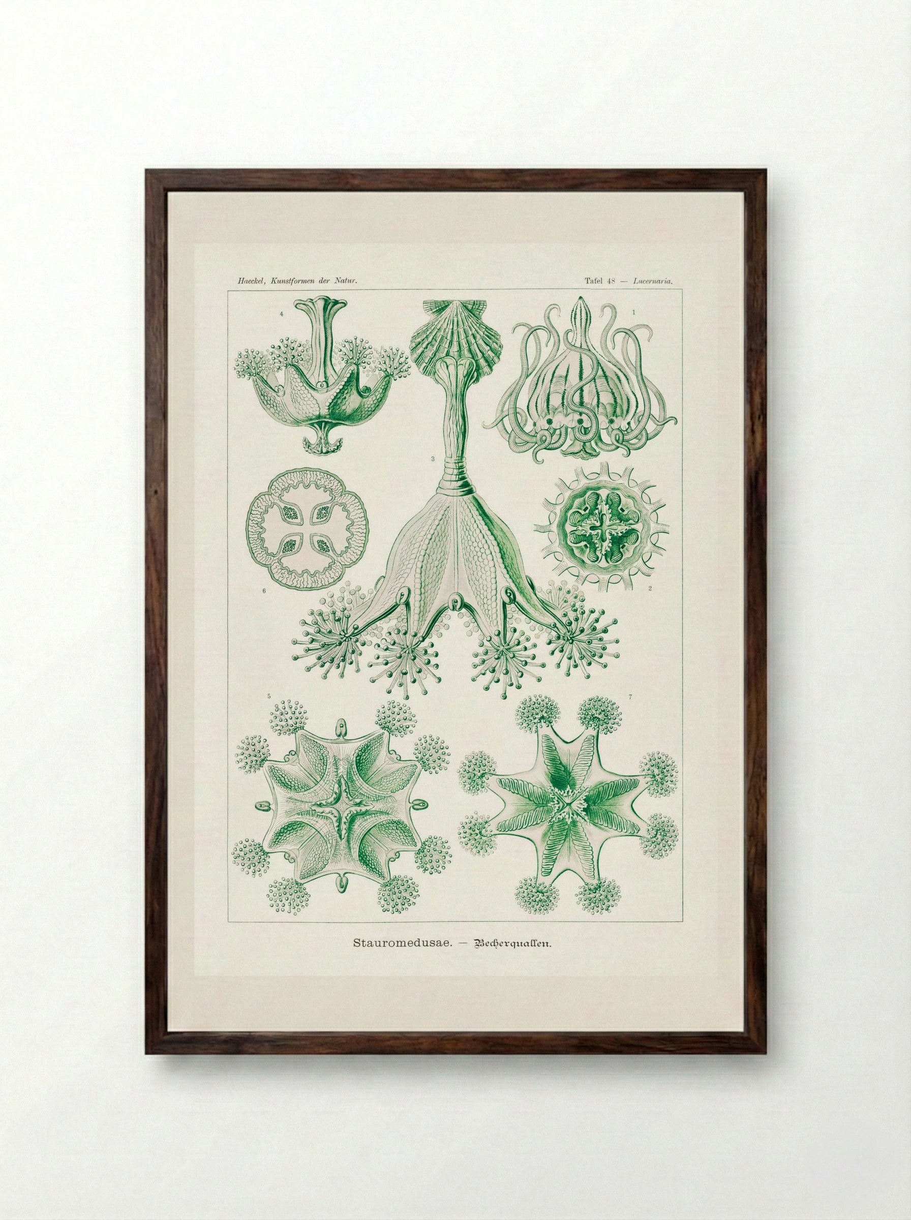 Stauromedusae-Becherquallen (1904) - Ernst Haeckel - Framed Print Dark Wood