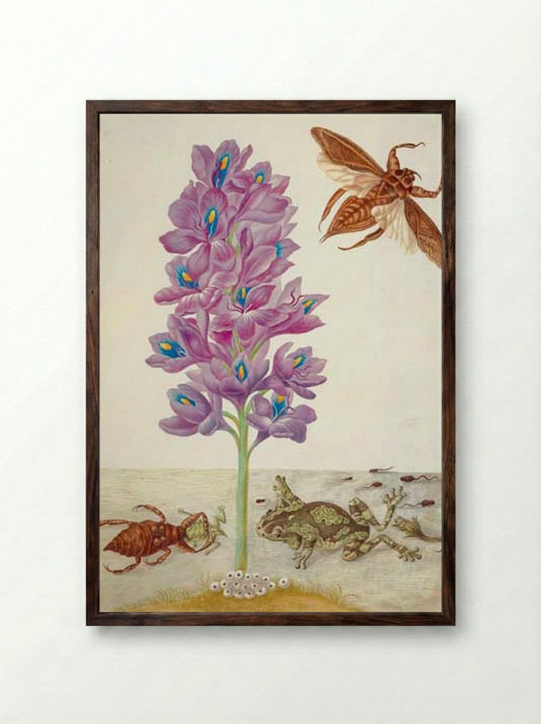 Wasserskorpion, Frösche, Kaulquappen und Wasserhyazinthe - Maria Sibylla Merian - Framed Print Dark Wood
