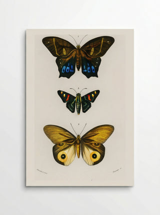 Different Types of Butterfly - Charles Dessalines D'Orbigny