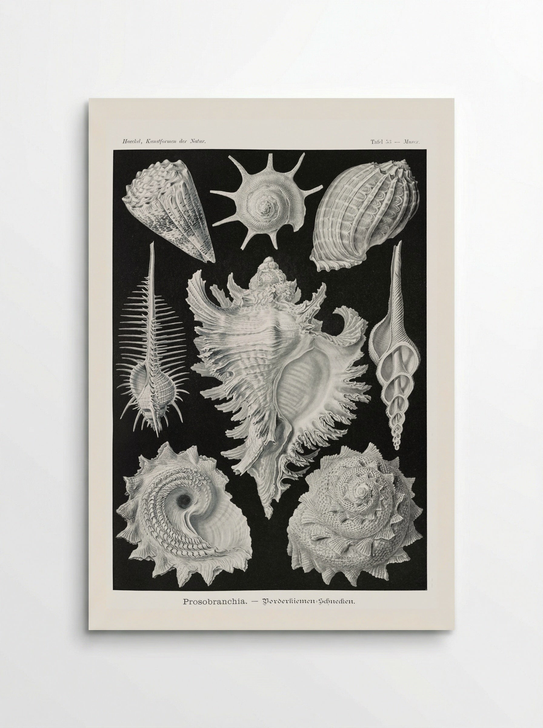 Prosobranchia-Dorderkiemen Schnecken (1904) - Ernst Haeckel - Poster