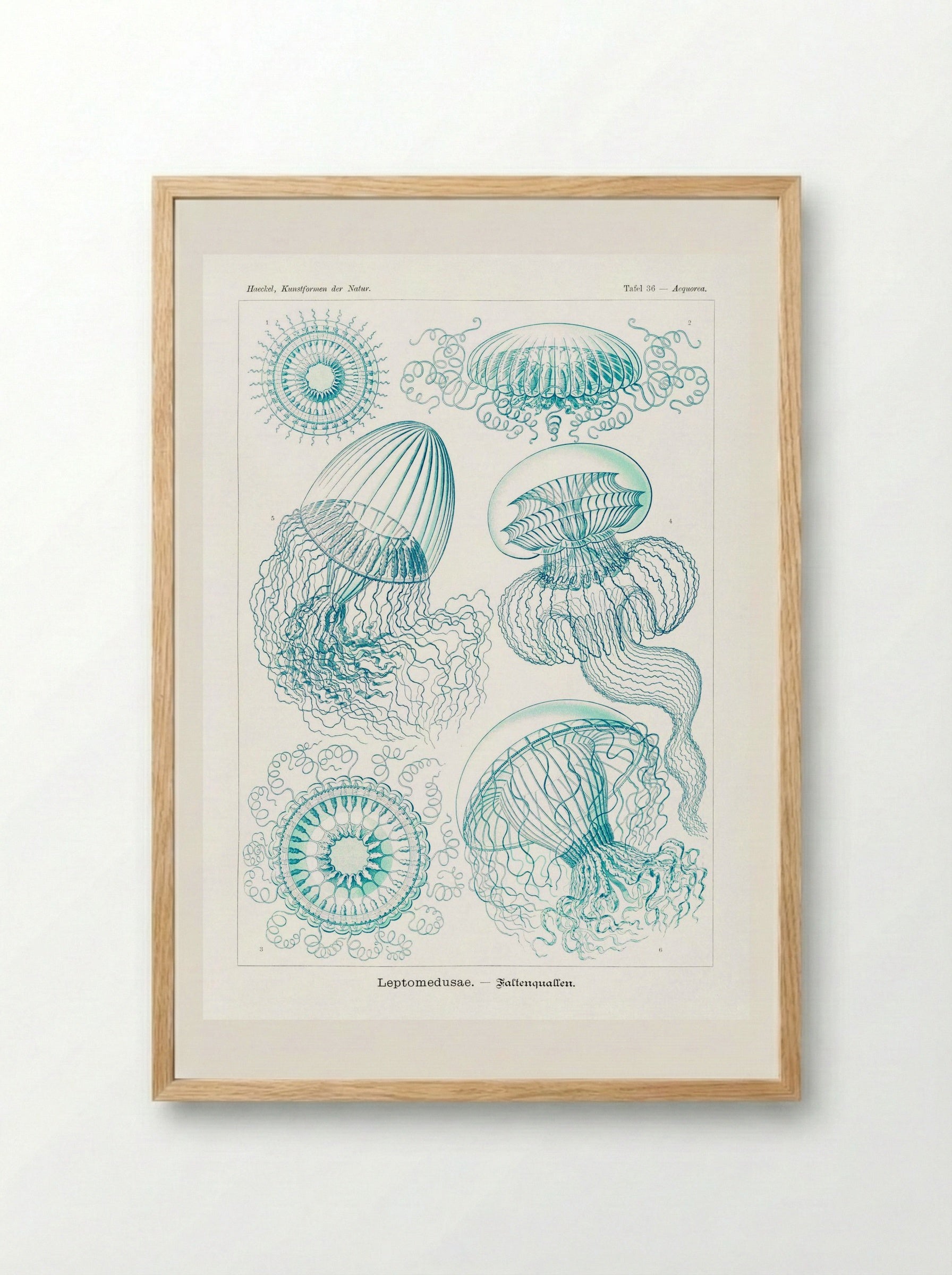 Leptomedusae-Faltenquallen (1904) - Ernst Haeckel - Framed Print Wood