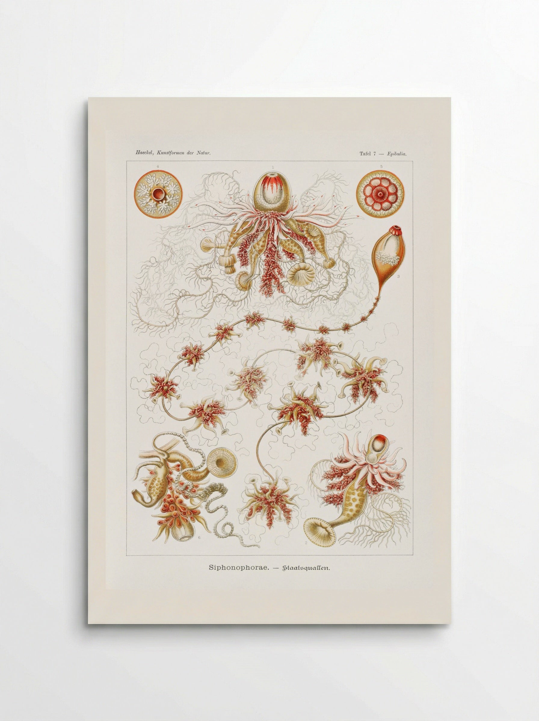 Siphonophorae-Staatsquallen (1904) - Ernst Haeckel - Poster