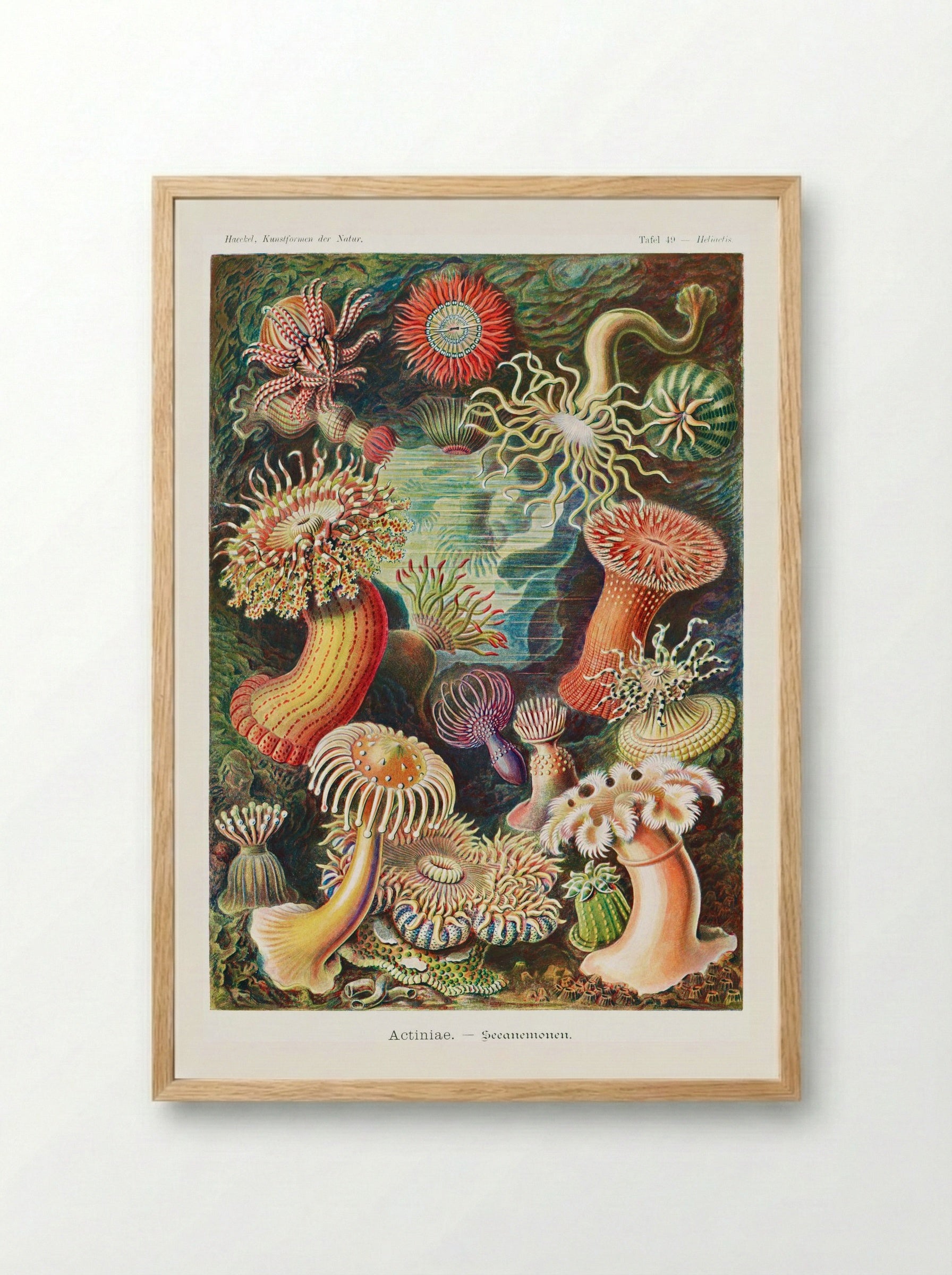 Actiniae-Seeanemonen (1904) - Ernst Haeckel - Framed Print Wood