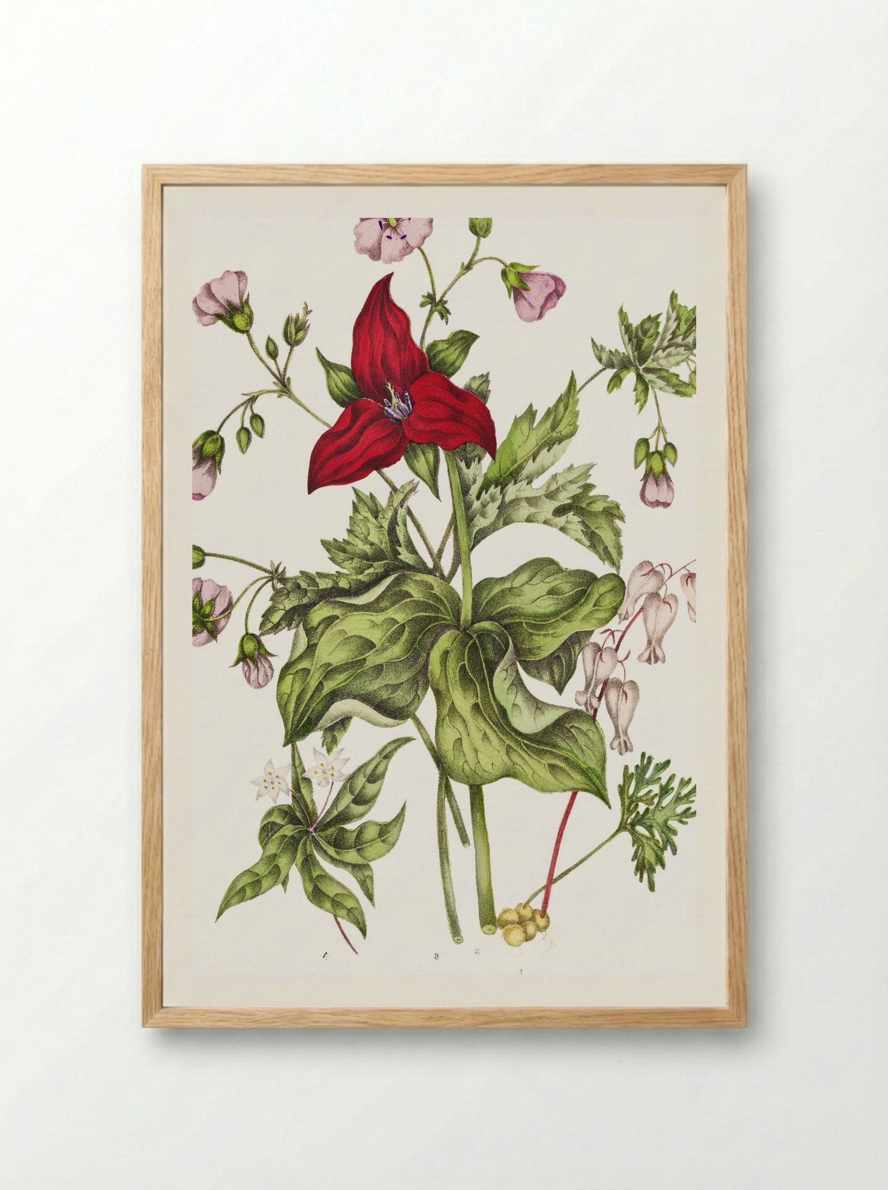 Dicentra Canadensis and Trillium erectum (1869) - Unknown Artist - Framed Print Wood