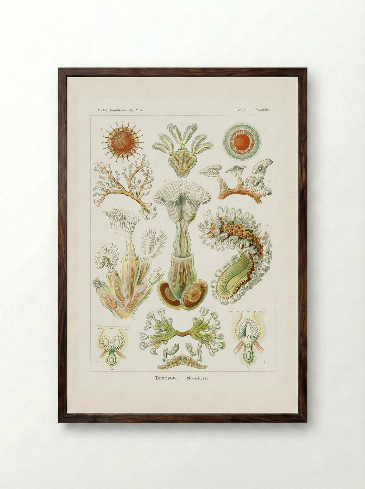 Bryozoa-Moostiere (1904) - Ernst Haeckel - Framed Print Dark Wood