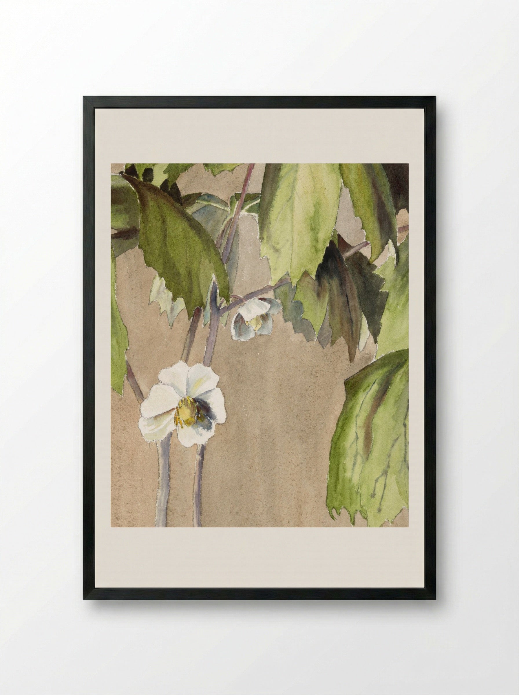 May Apple (1915) - Hannah Borger Overbeck - Framed Print Black