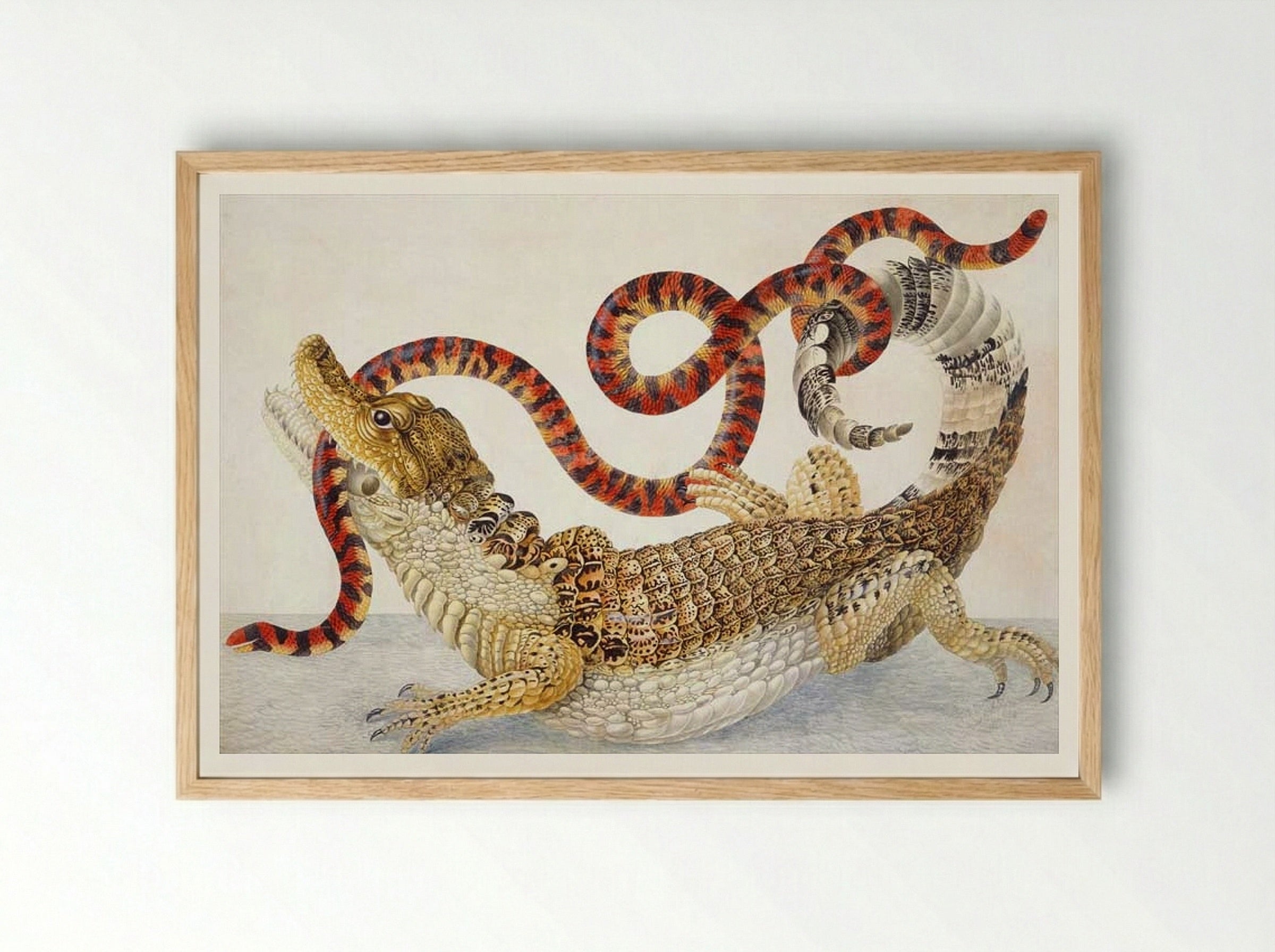 Spectacled Caiman (Caiman crocodilus) and a False Coral Snake (Anilius scytale) - Maria Sibylla Merian - Framed Print Wood