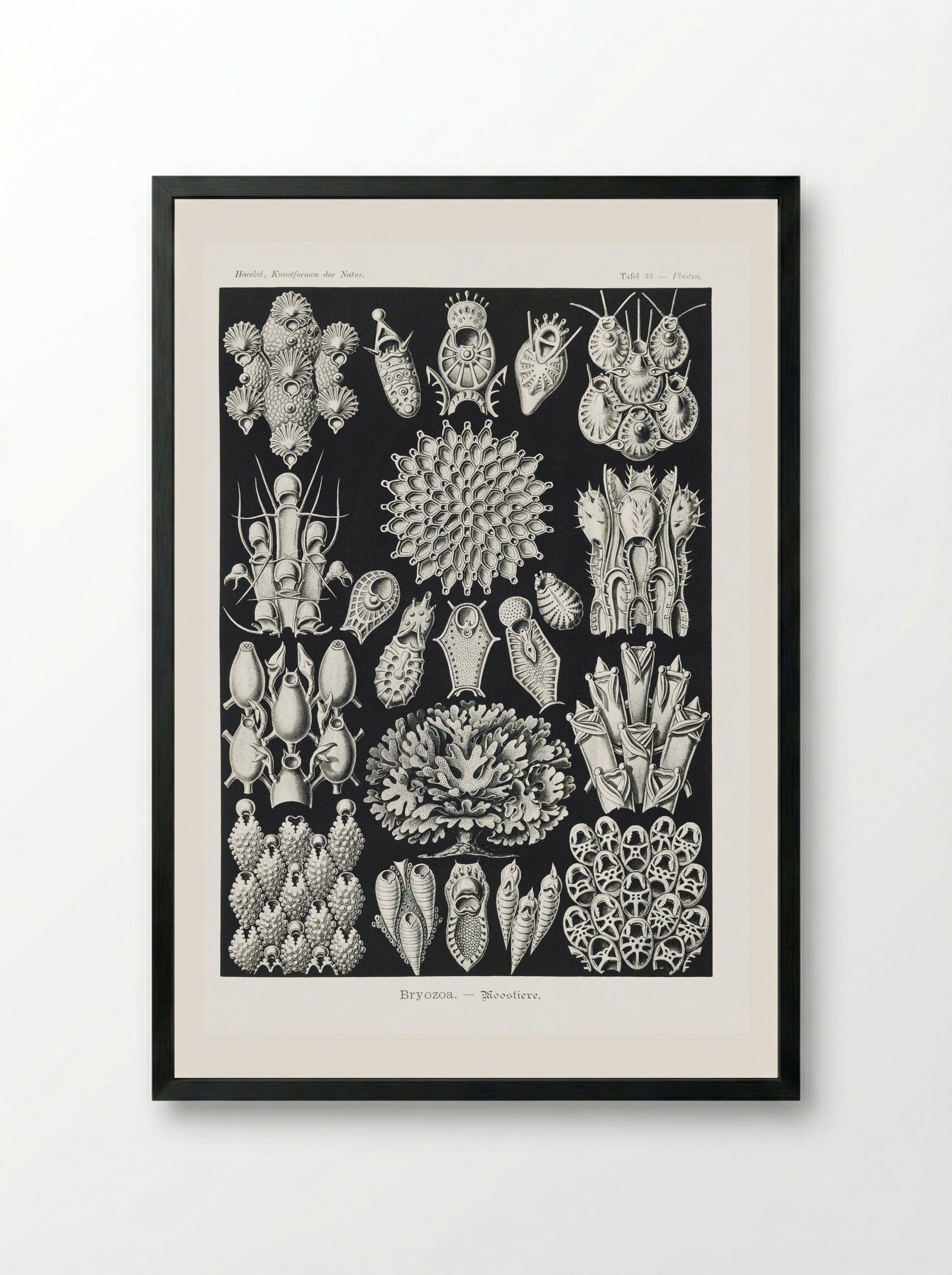 Bryozoa-Woostiere (1904) - Ernst Haeckel - Framed Print Black