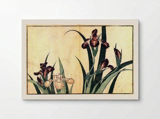 Irises - Fine Art Print