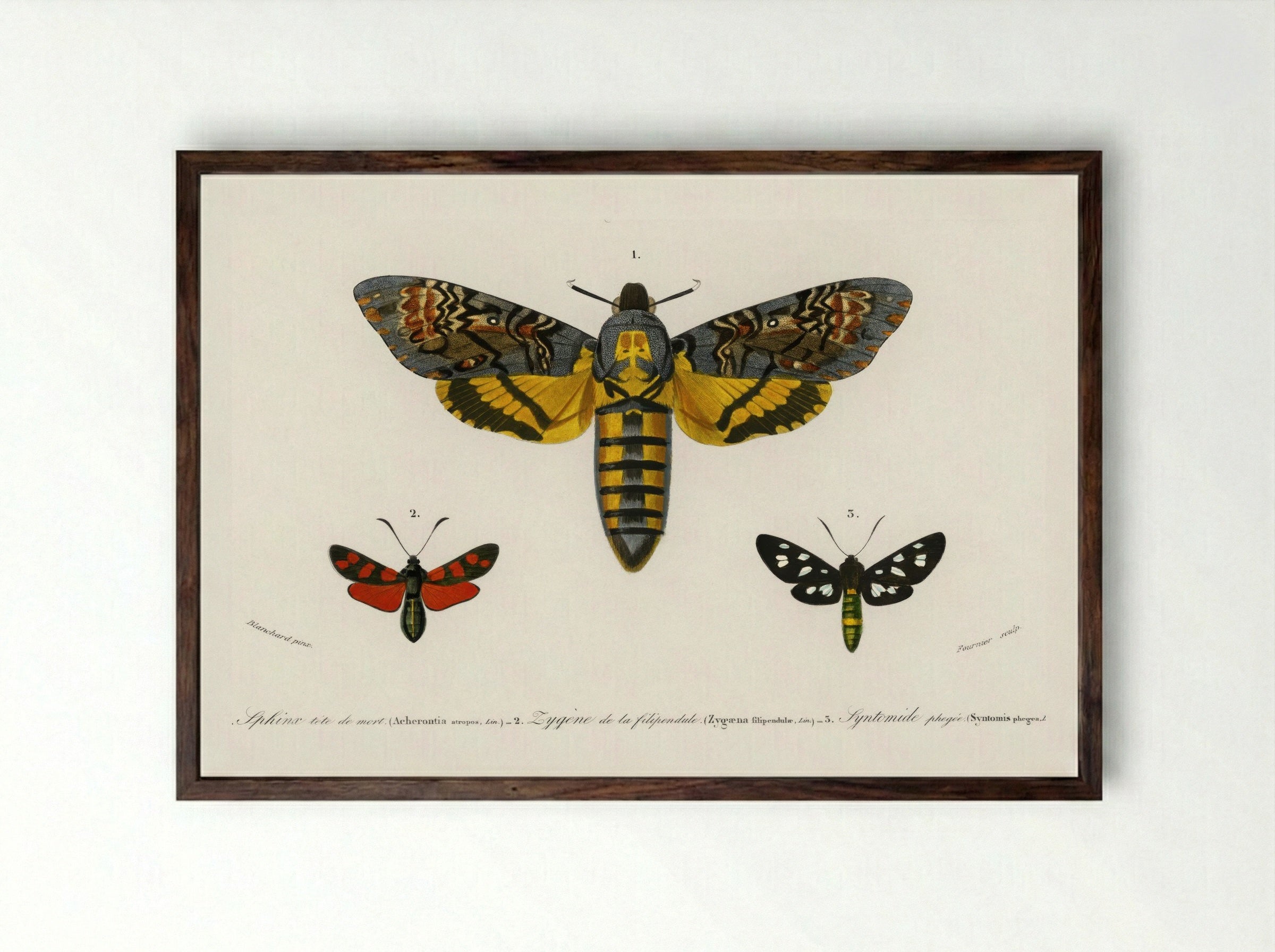 Collection of Moths - Charles Dessalines D'Orbigny - Framed Print Dark Wood