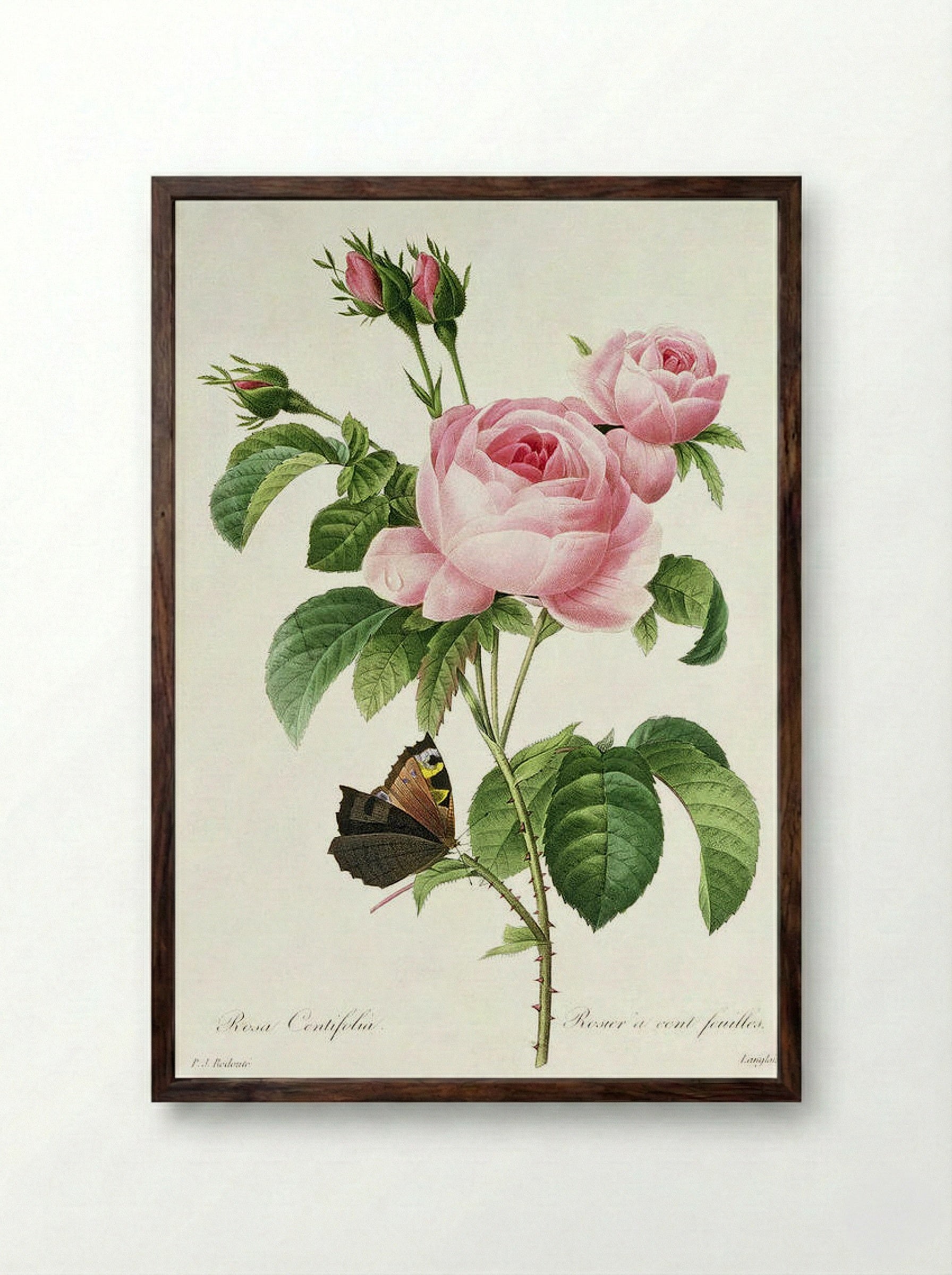Rosa Centifolia - Pierre-Joseph Redouté - Framed Print Dark Wood