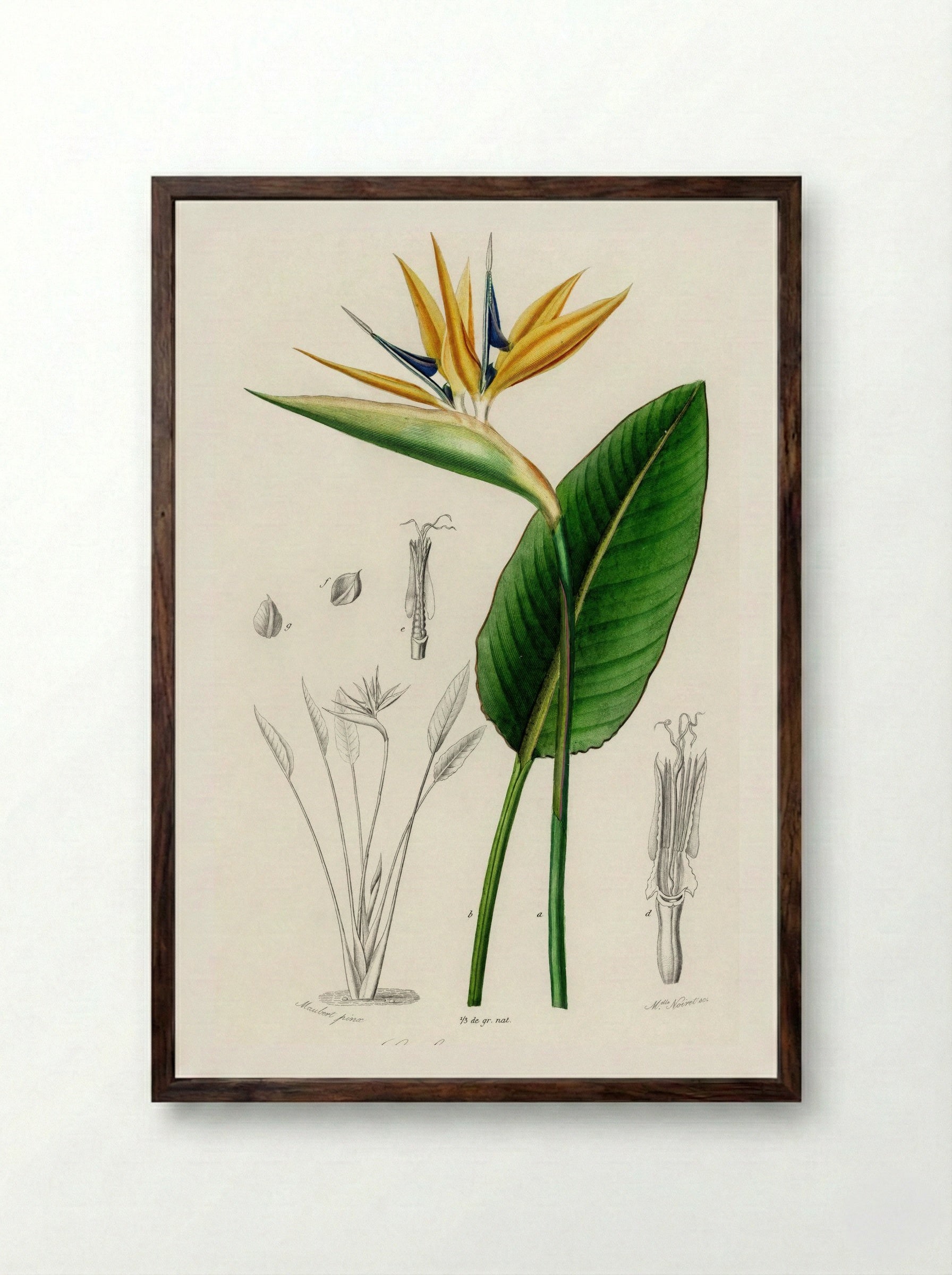 Bird of Paradise (Strelitzia Reginae) - Charles Dessalines D'Orbigny - Framed Print Dark Wood