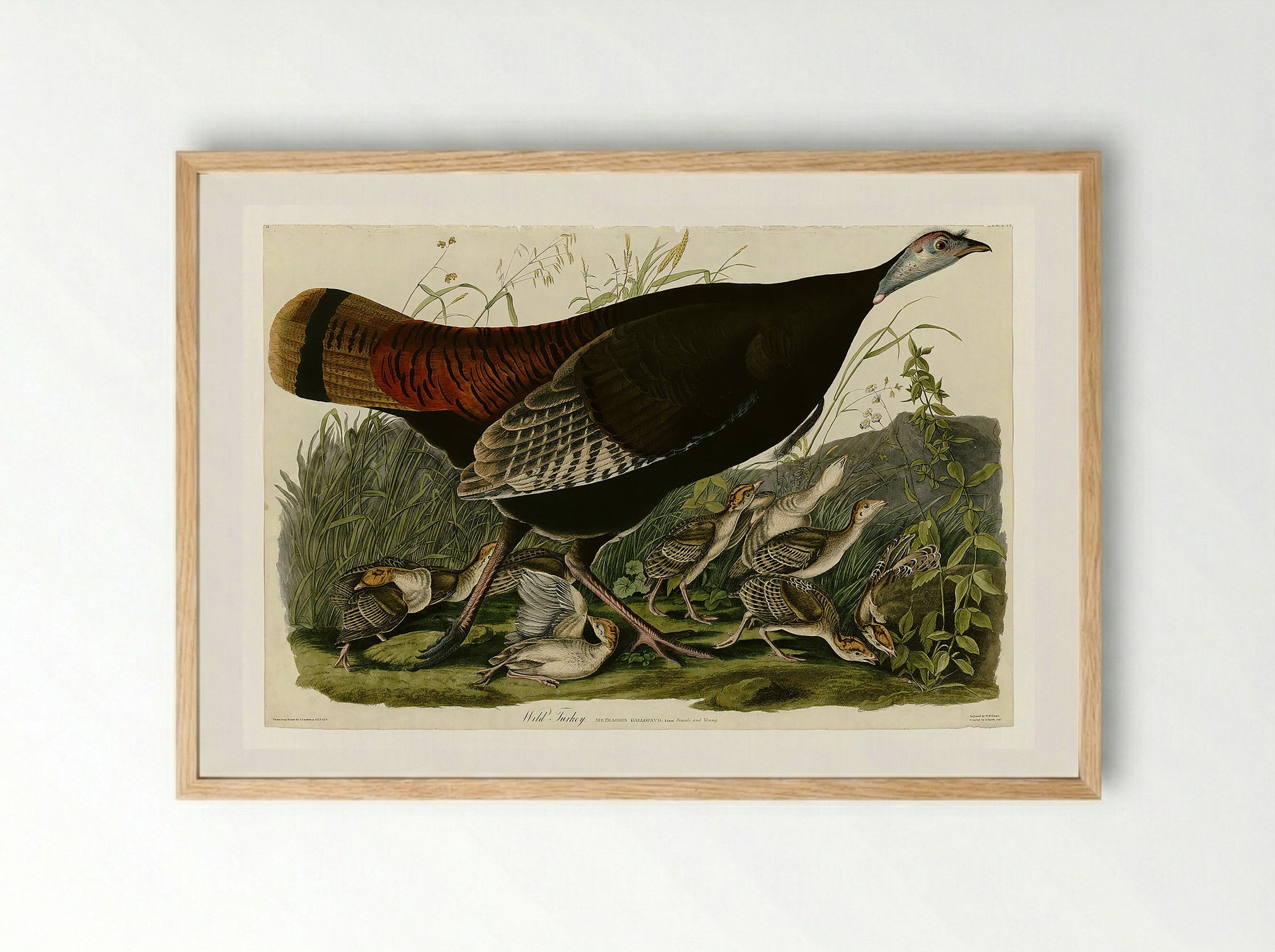 Plate 6. Wild Turkey - John James Audubon - Framed Print Wood