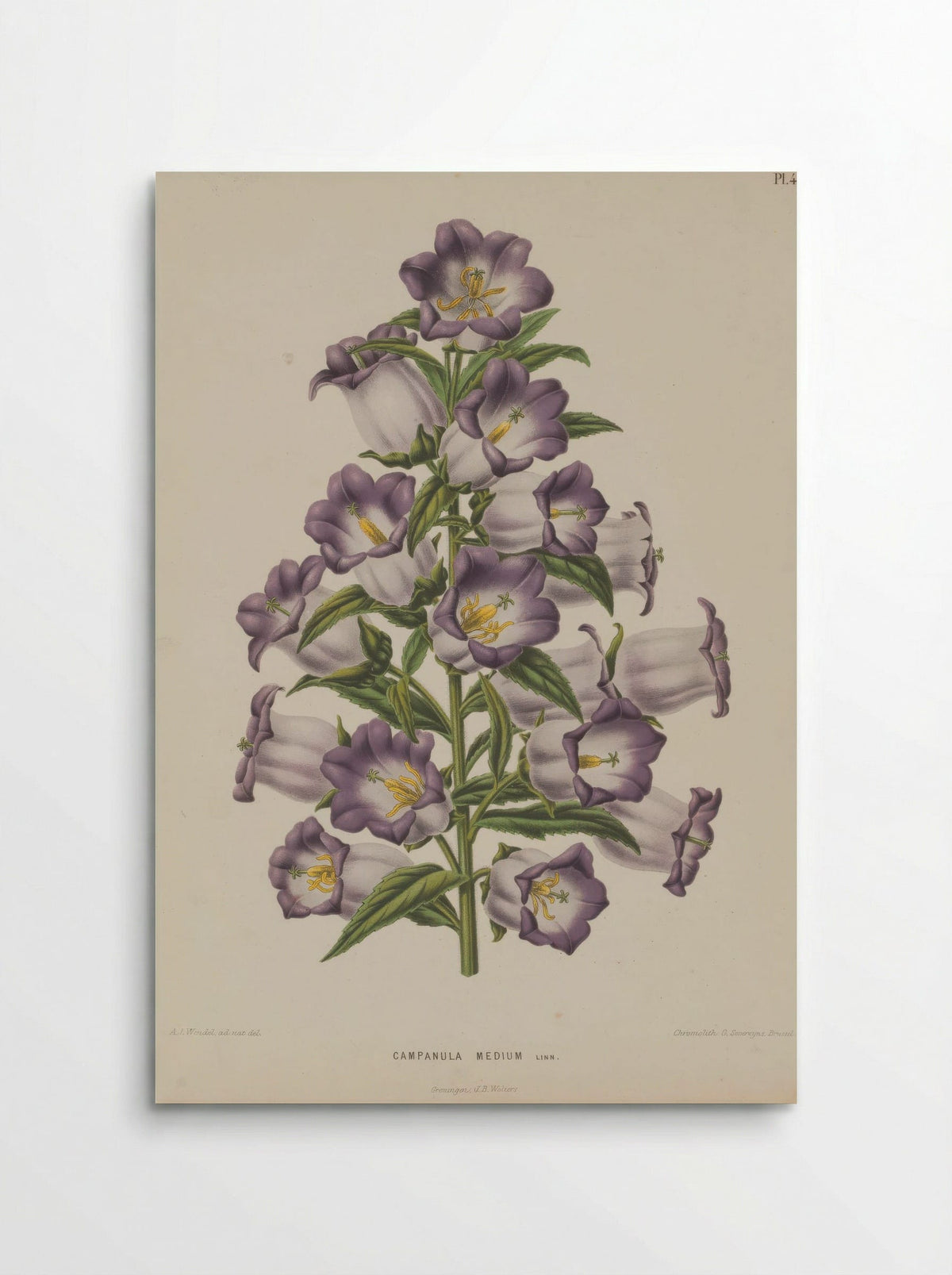 Campanula Medium L. - A. J. Wendel - Poster