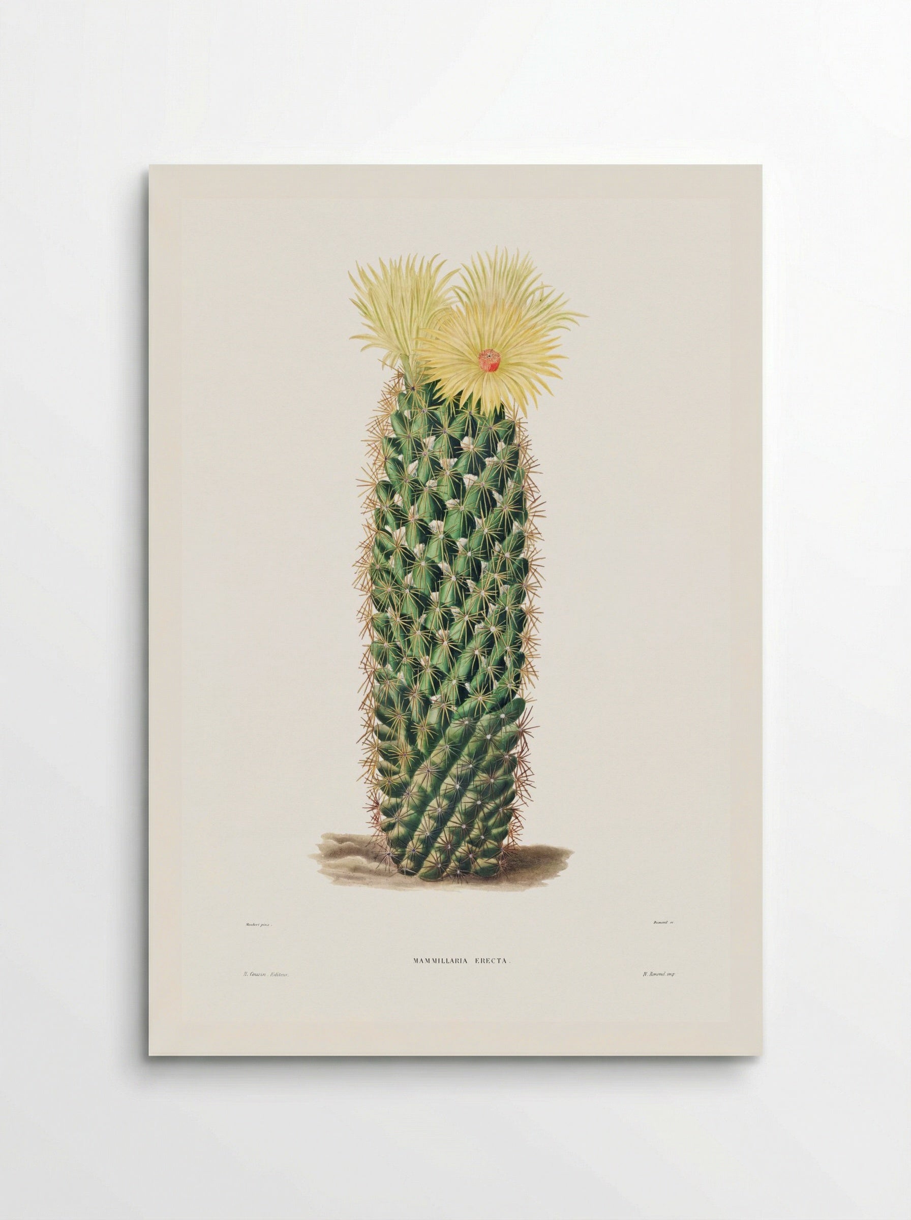 Hedgehog Cactus (Mammillaria Erecta) - Charles Antoine Lemaire - Poster