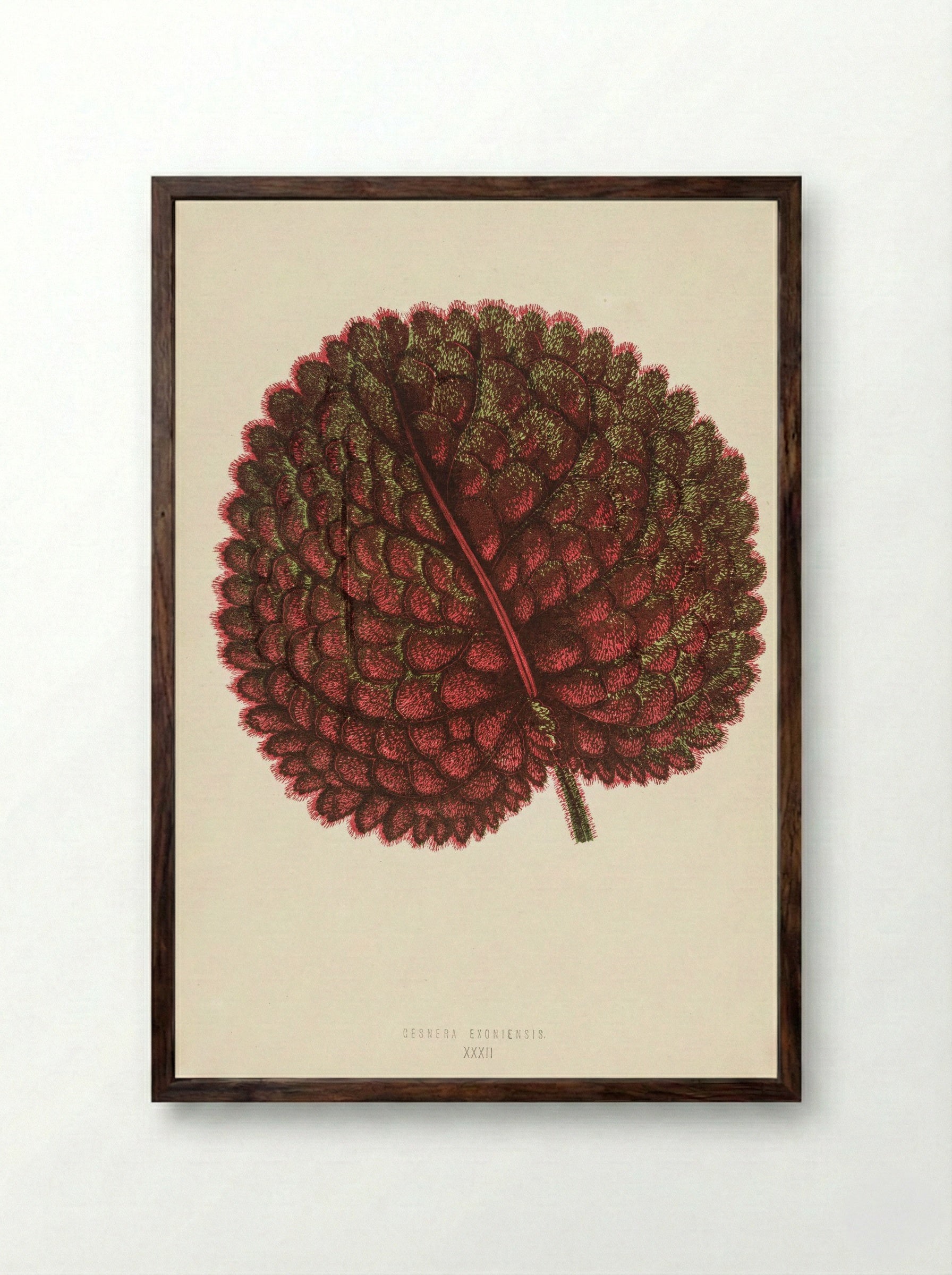 Gesnera exoniensis - Benjamin Fawcett - Framed Print Dark Wood