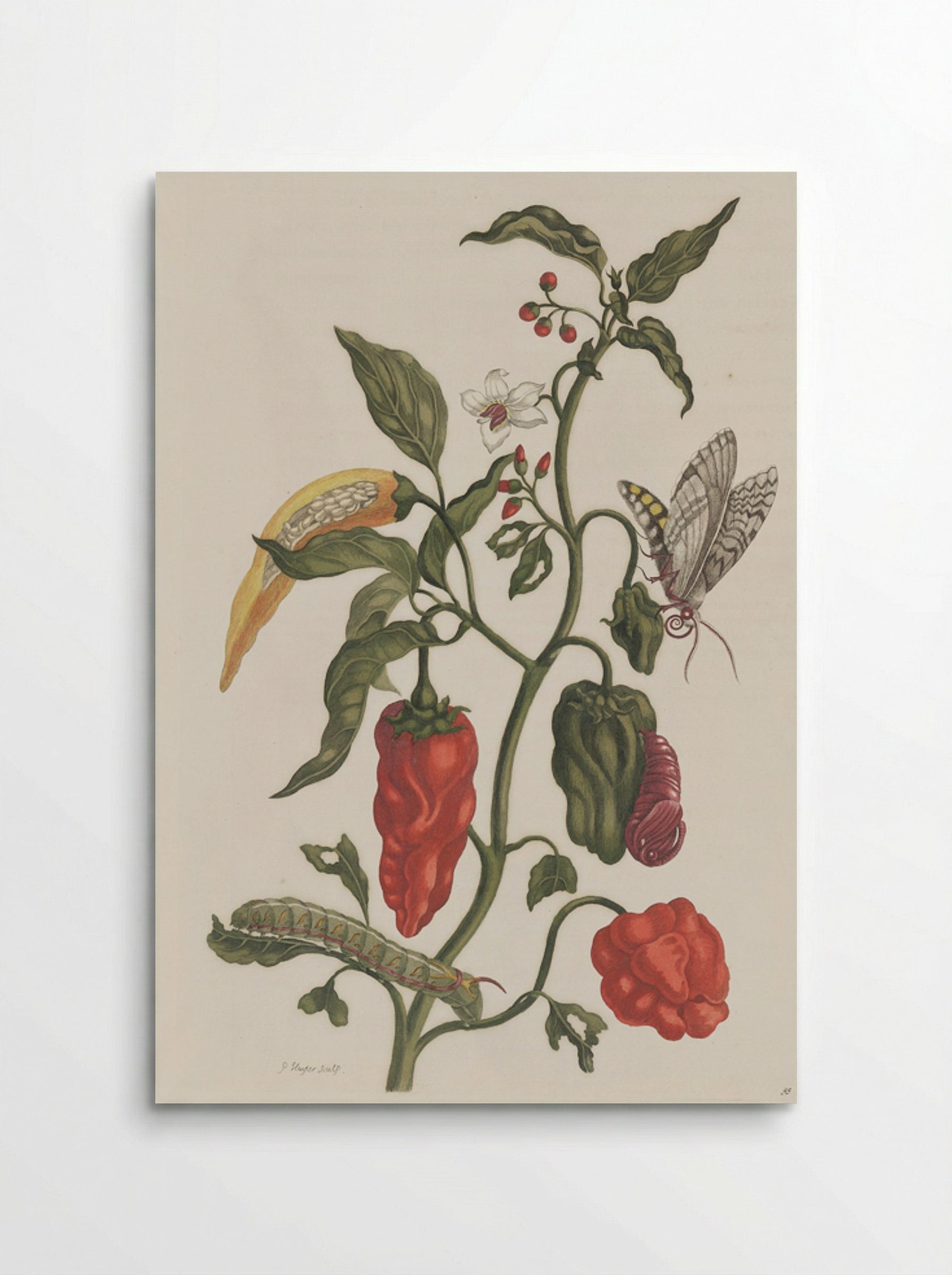 Metamorphosis insectorum Surinamensium - Maria Sibylla Merian - Poster