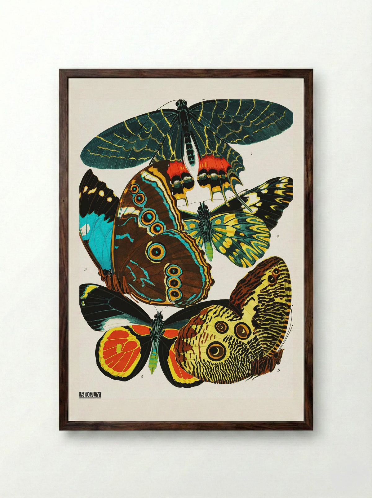Butterflies (Plate 2) - Eugène Alain Séguy - Framed Print Dark Wood
