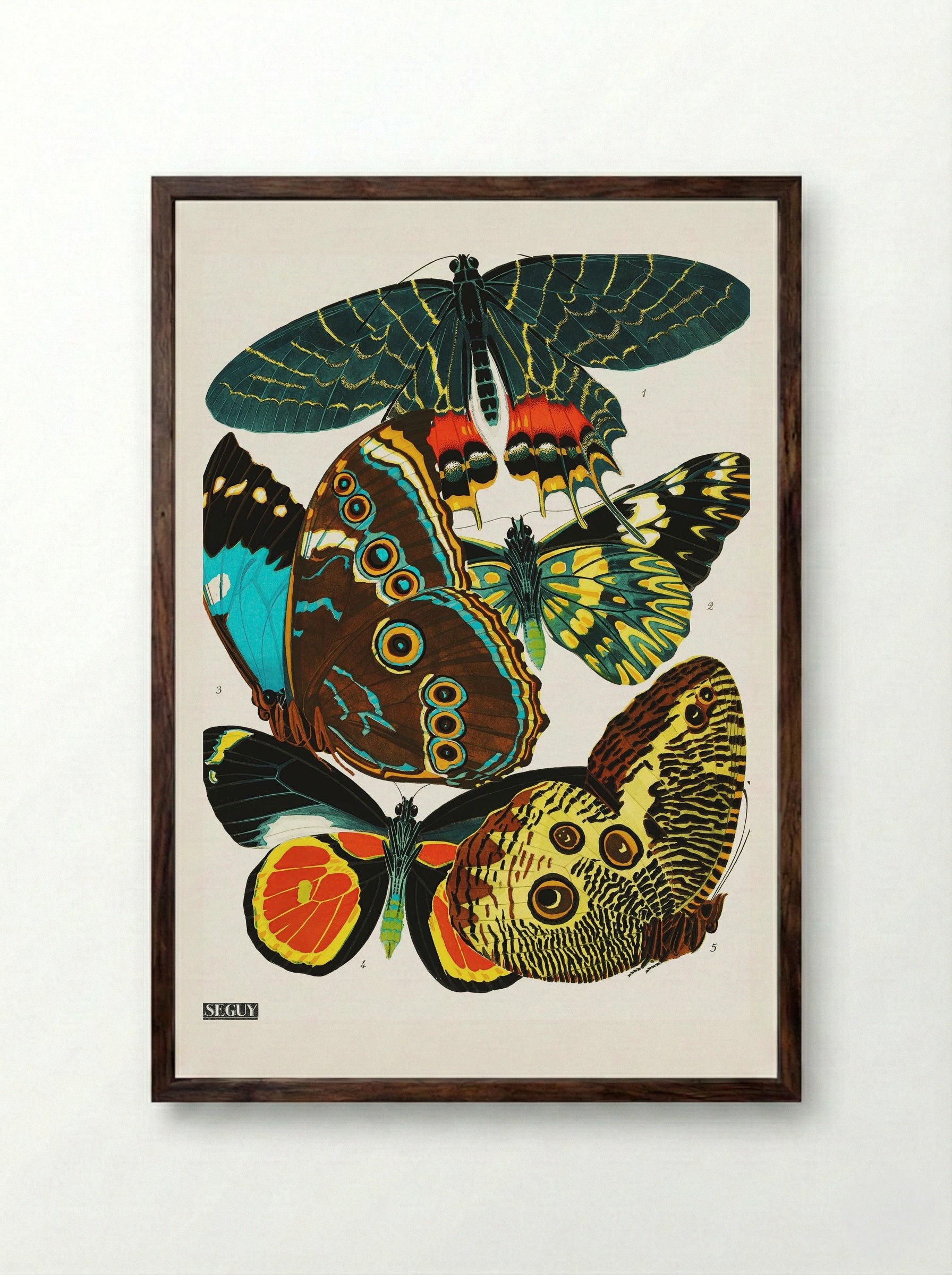 Butterflies (Plate 2) - Eugène Alain Séguy - Framed Print Dark Wood