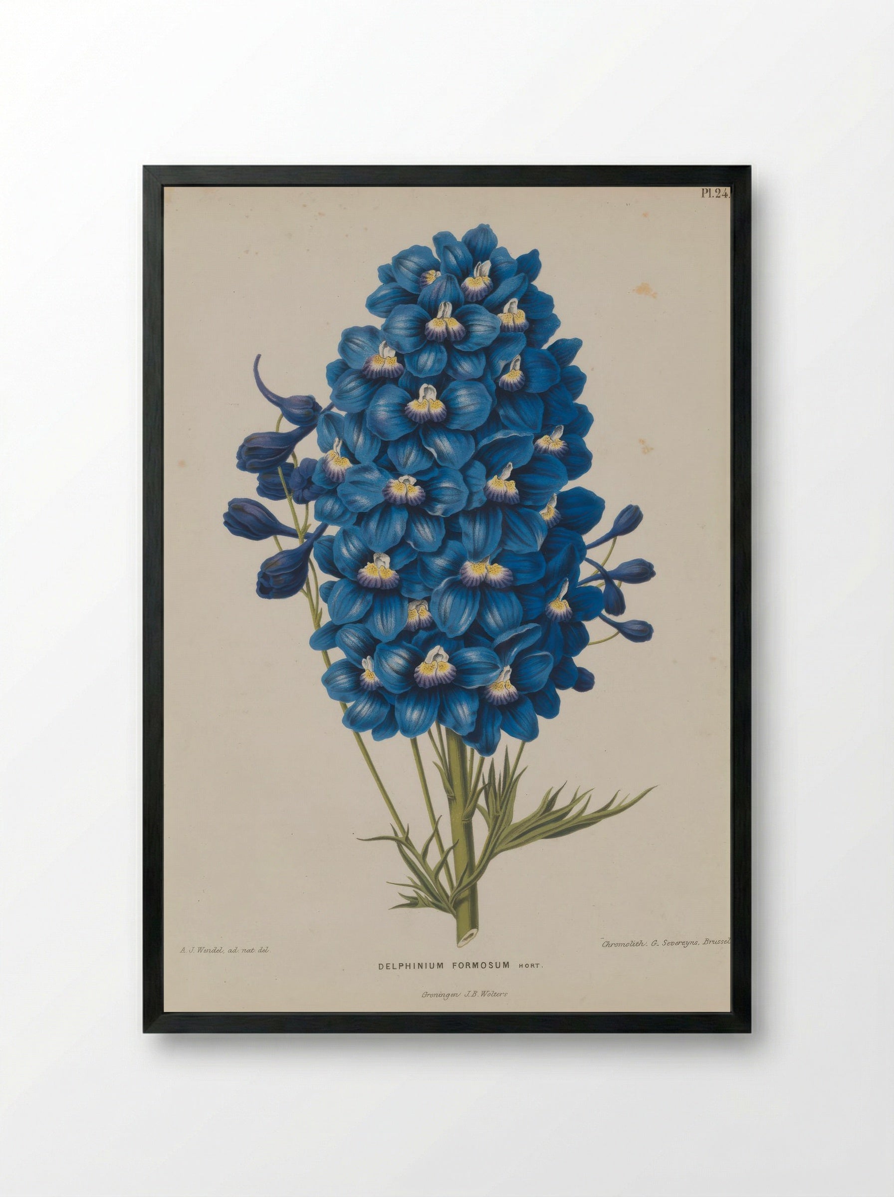 Delphinium Formosum Boiss A Huet - A. J. Wendel - Framed Print Black