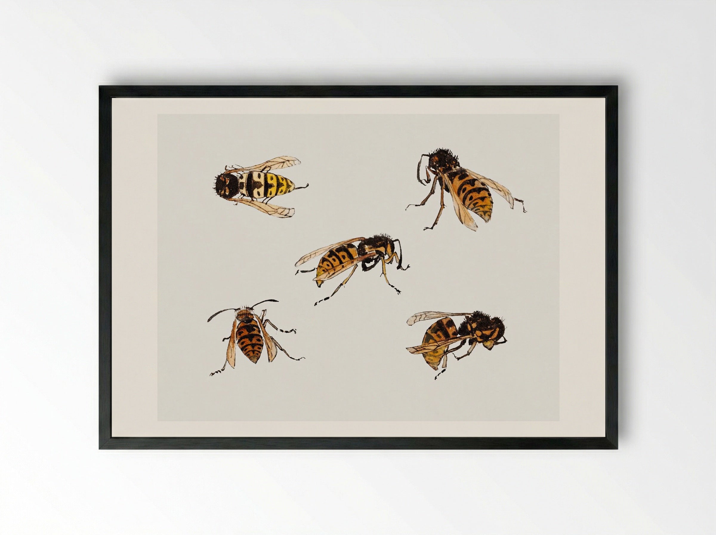 Studies of Wasps - Julie de Graag - Framed Print Black