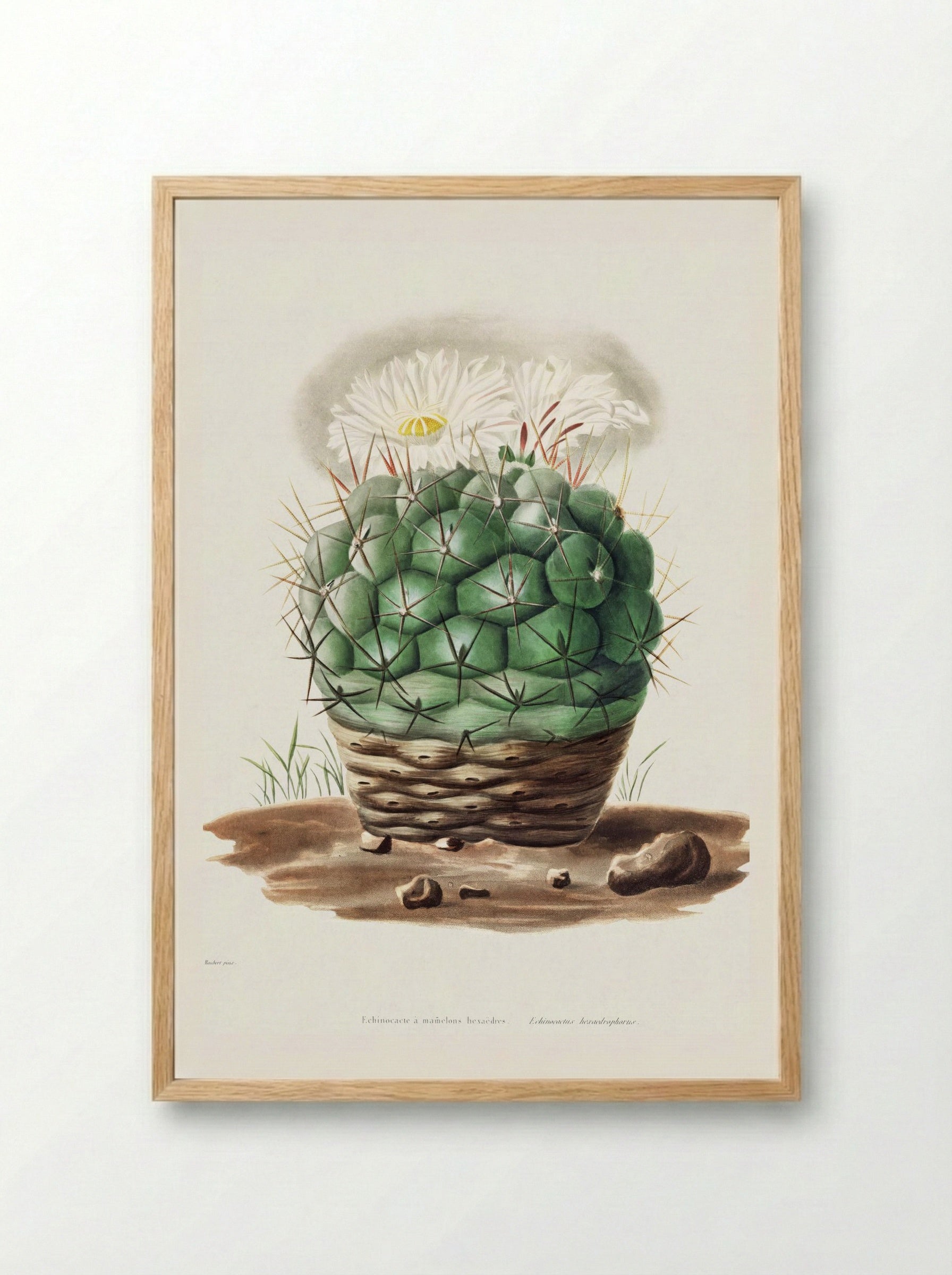 Echinocactus Hexaedrophorus - Charles Antoine Lemaire - Framed Print Wood