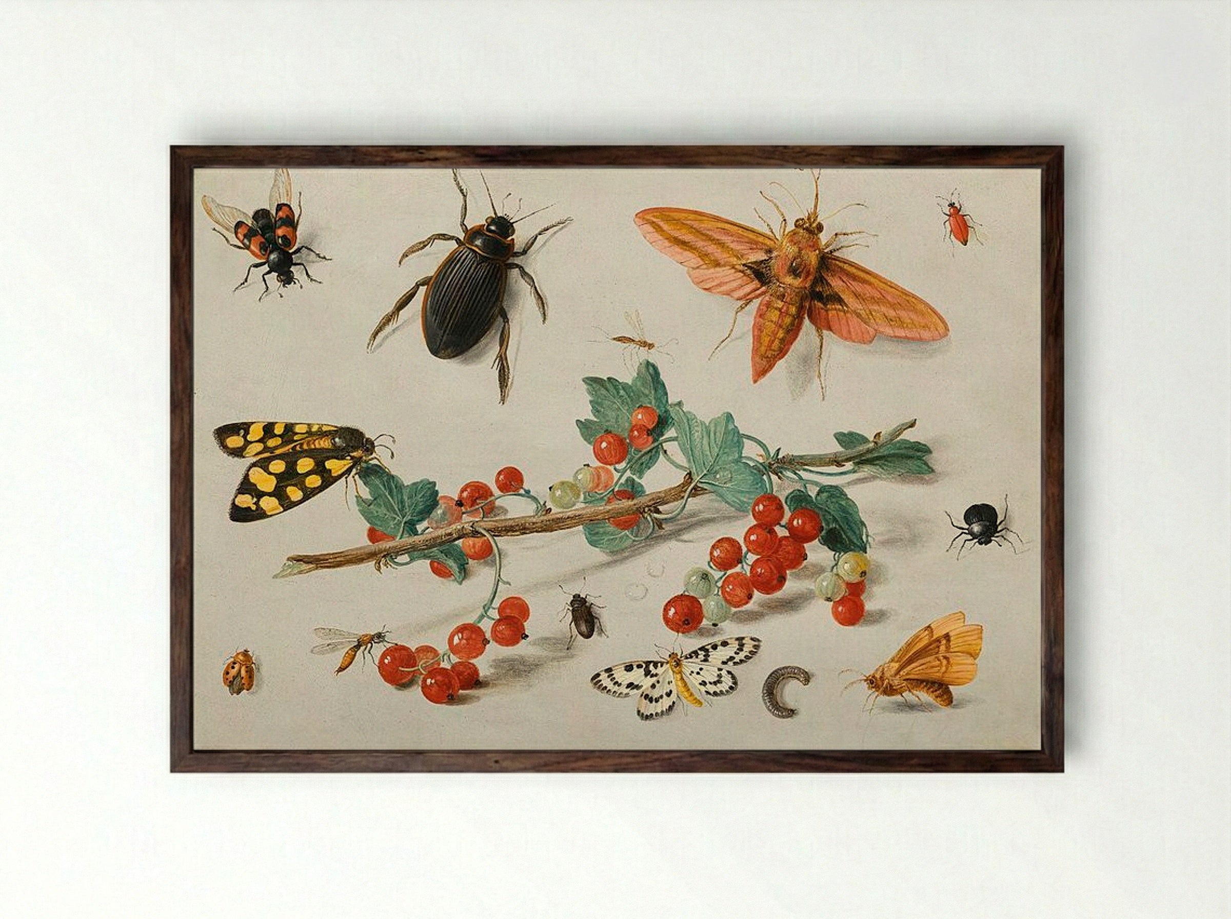 A sprig of redcurrants with an elephant hawk moth, a ladybird, a millipede and other insects - Jan van Kessel the Elder - Framed Print Dark Wood