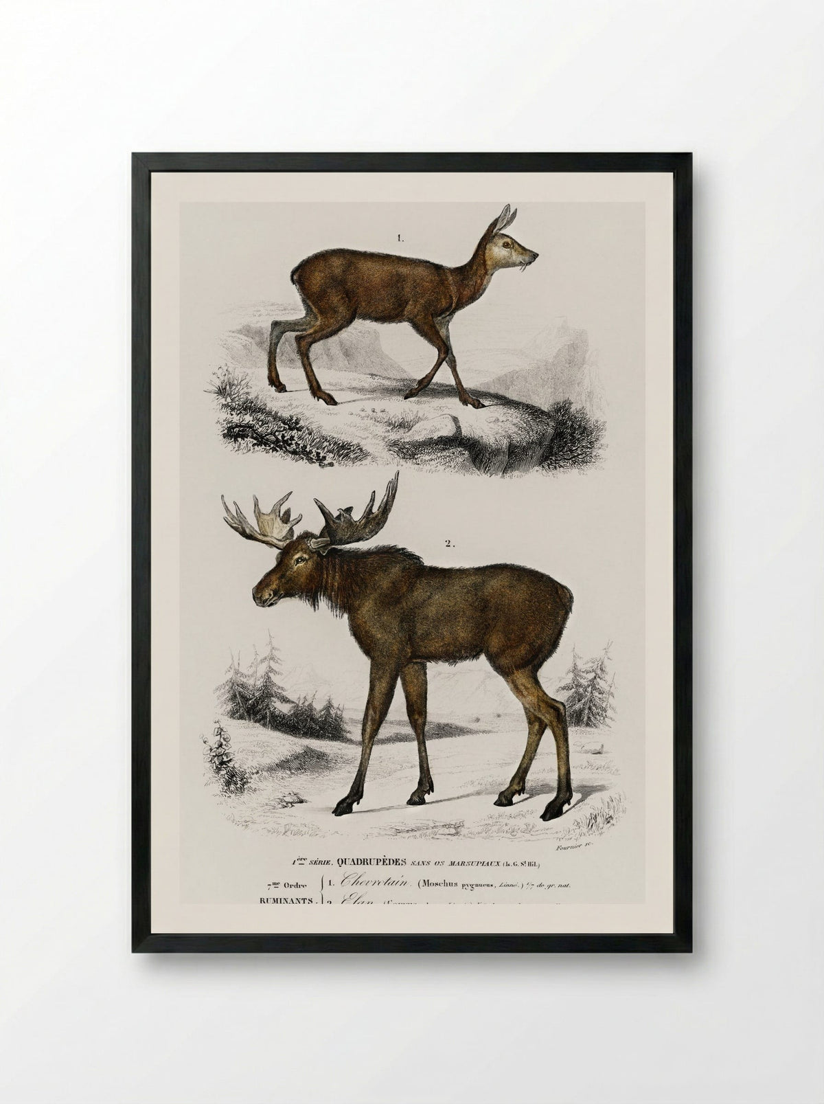 Alces alces and Moschus - Charles Dessalines D'Orbigny - Framed Print Black
