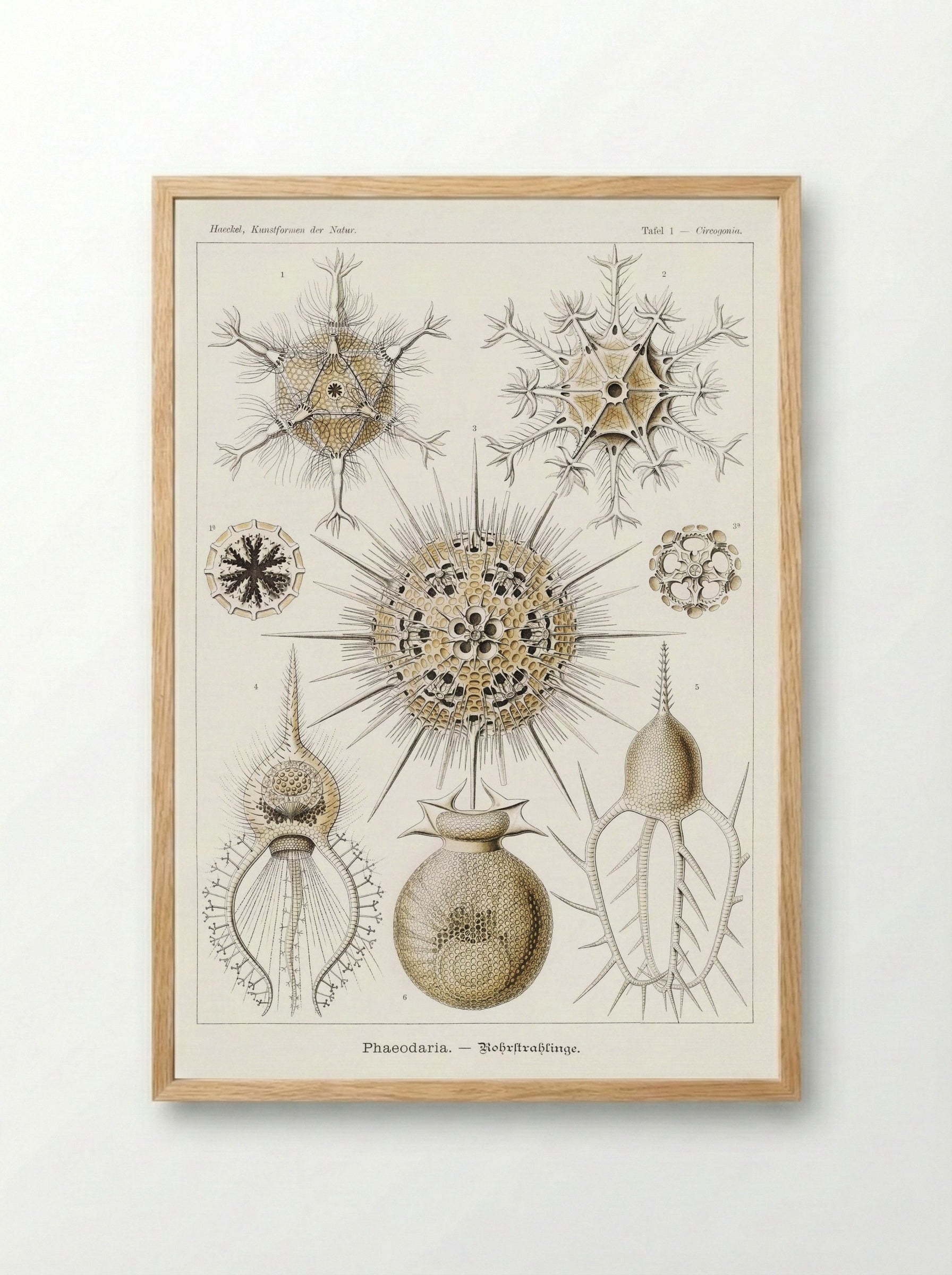 Phaeodaria-Rohrstrahlinge (1904) - Ernst Haeckel - Framed Print Wood