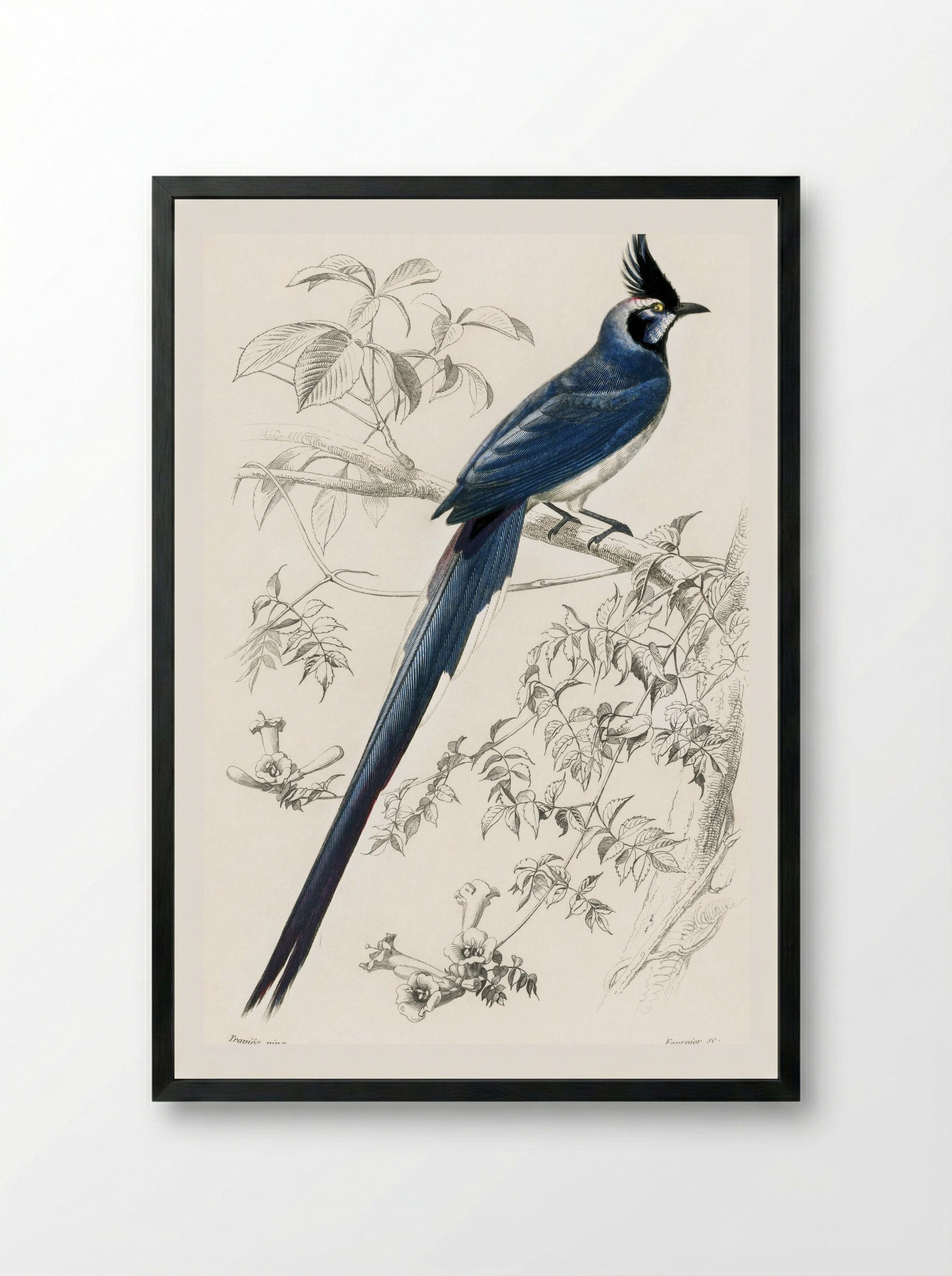 Black-throated Magpie-Jay - Charles Dessalines D'Orbigny - Framed Print Black