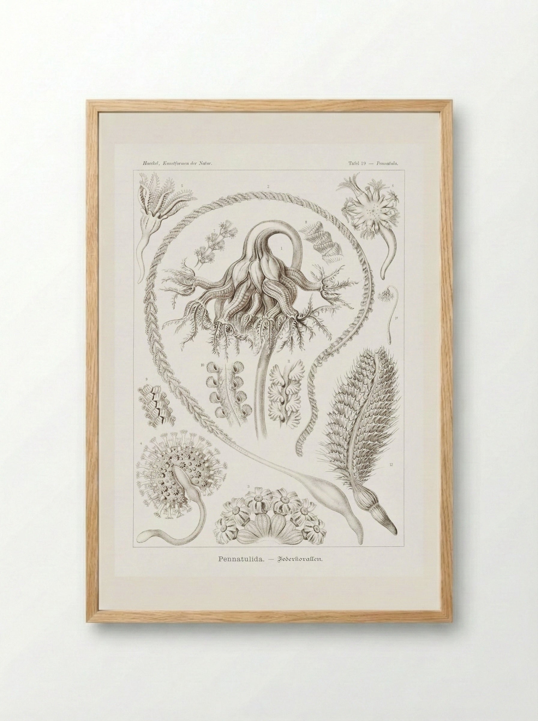 Pennatulida-Federkorallen (1904) - Ernst Haeckel - Framed Print Wood