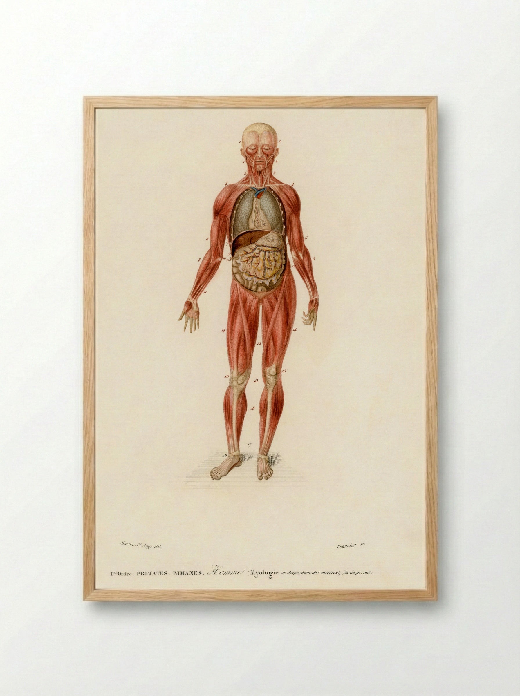 Myology and Disposition of the Viscera - Charles Dessalines D'Orbigny - Framed Print Wood
