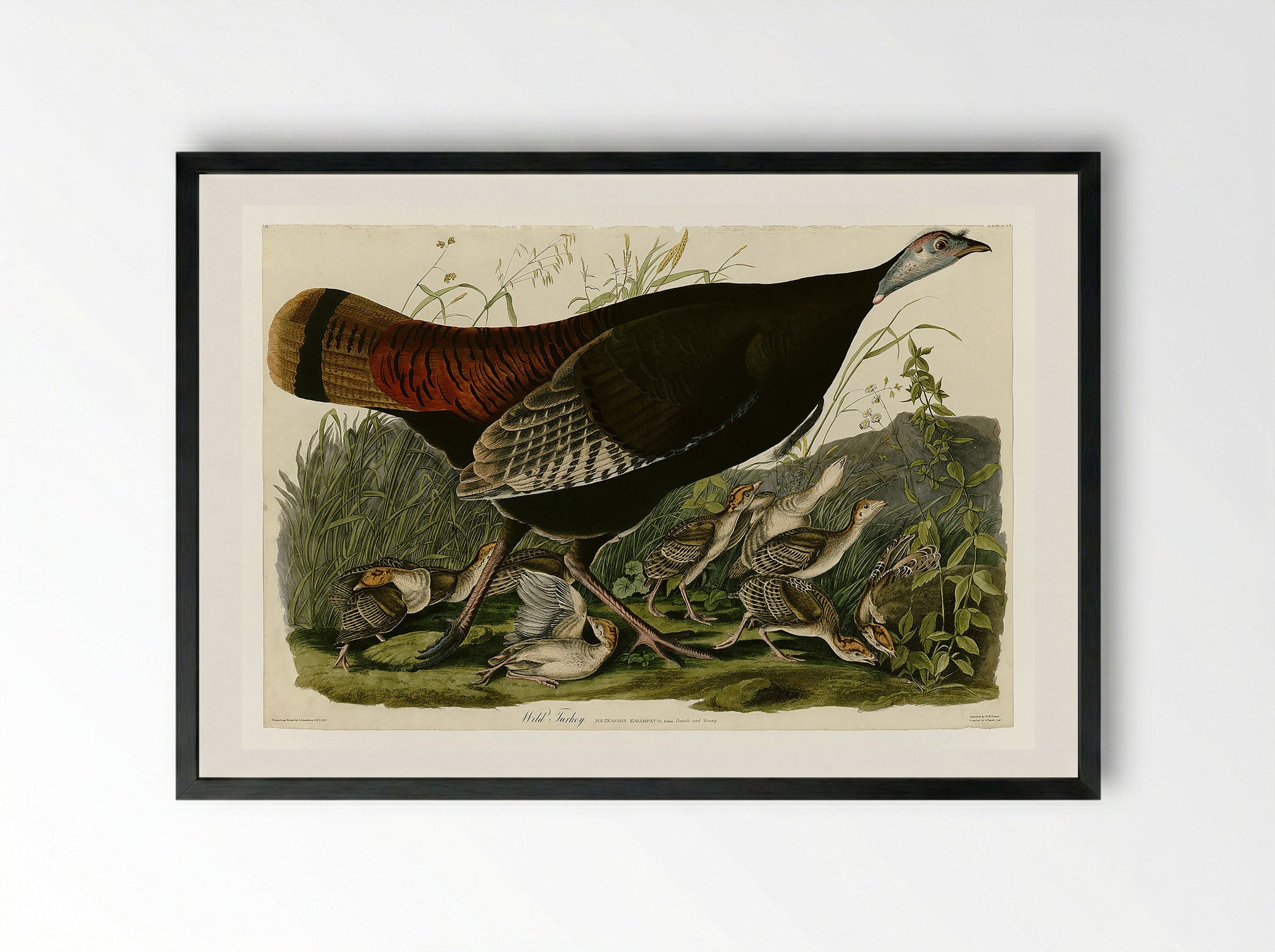Plate 6. Wild Turkey - John James Audubon - Framed Print Black