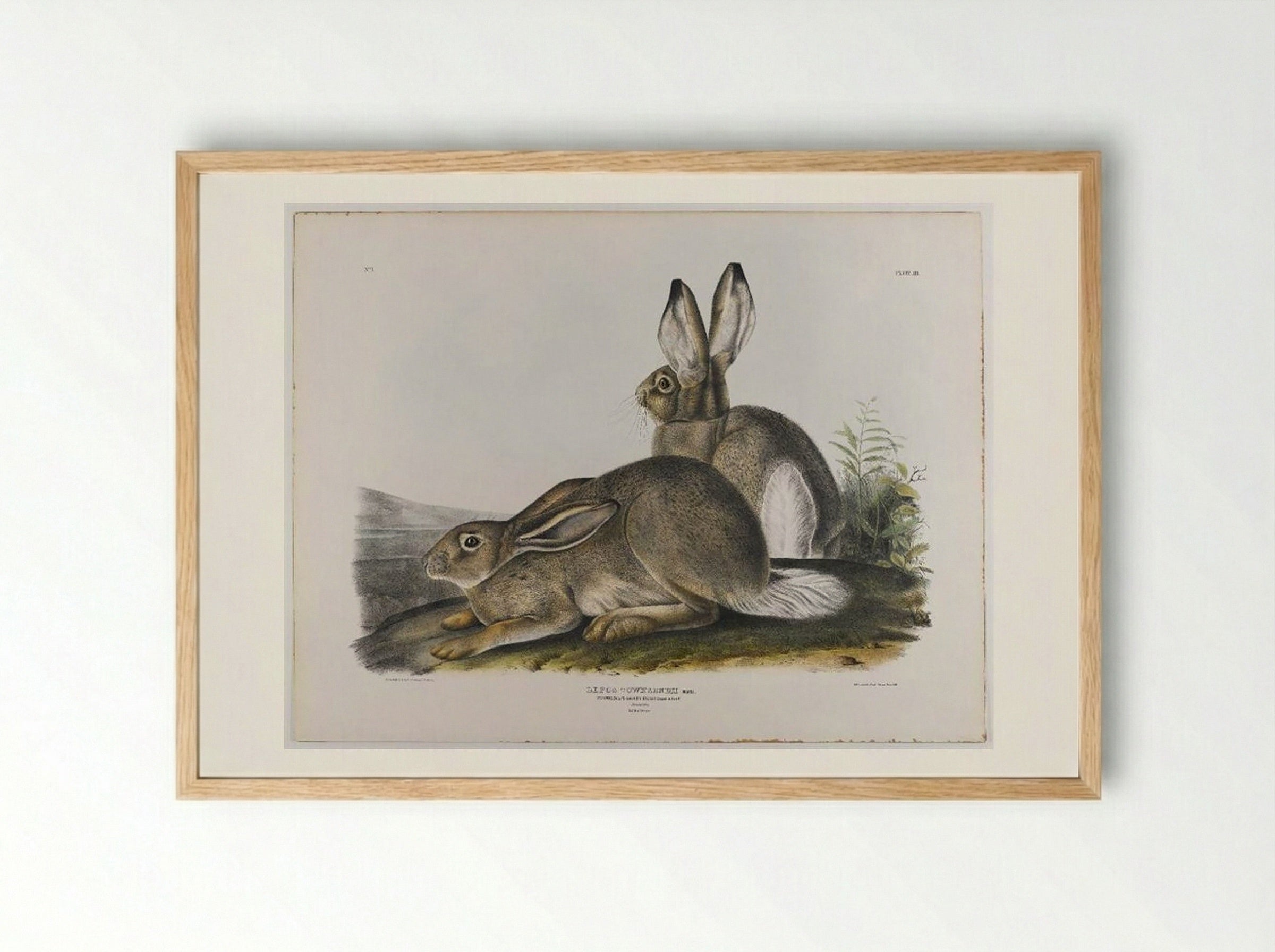 Townsend's Rocky Mountain Hare - John James Audubon - Framed Print Wood