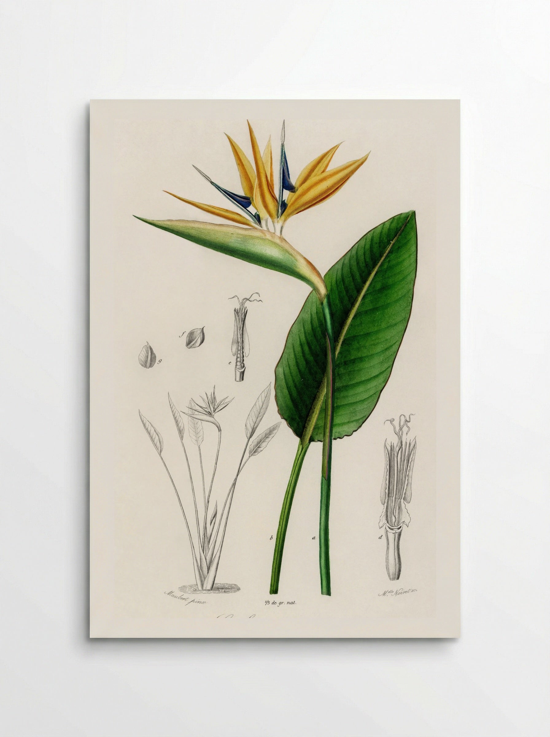 Bird of Paradise (Strelitzia Reginae) - Charles Dessalines D'Orbigny - Poster
