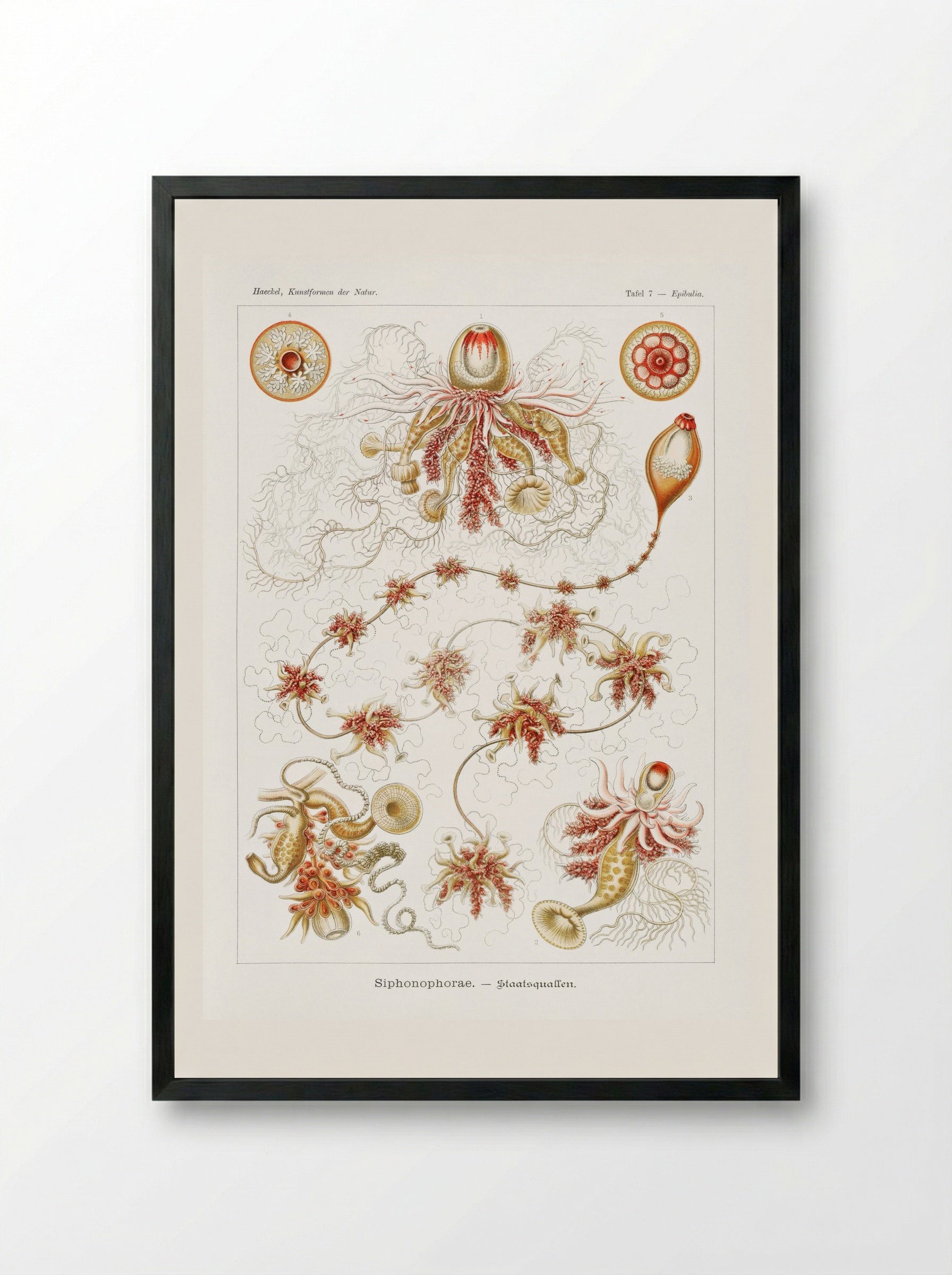 Siphonophorae-Staatsquallen (1904) - Ernst Haeckel - Framed Print Black