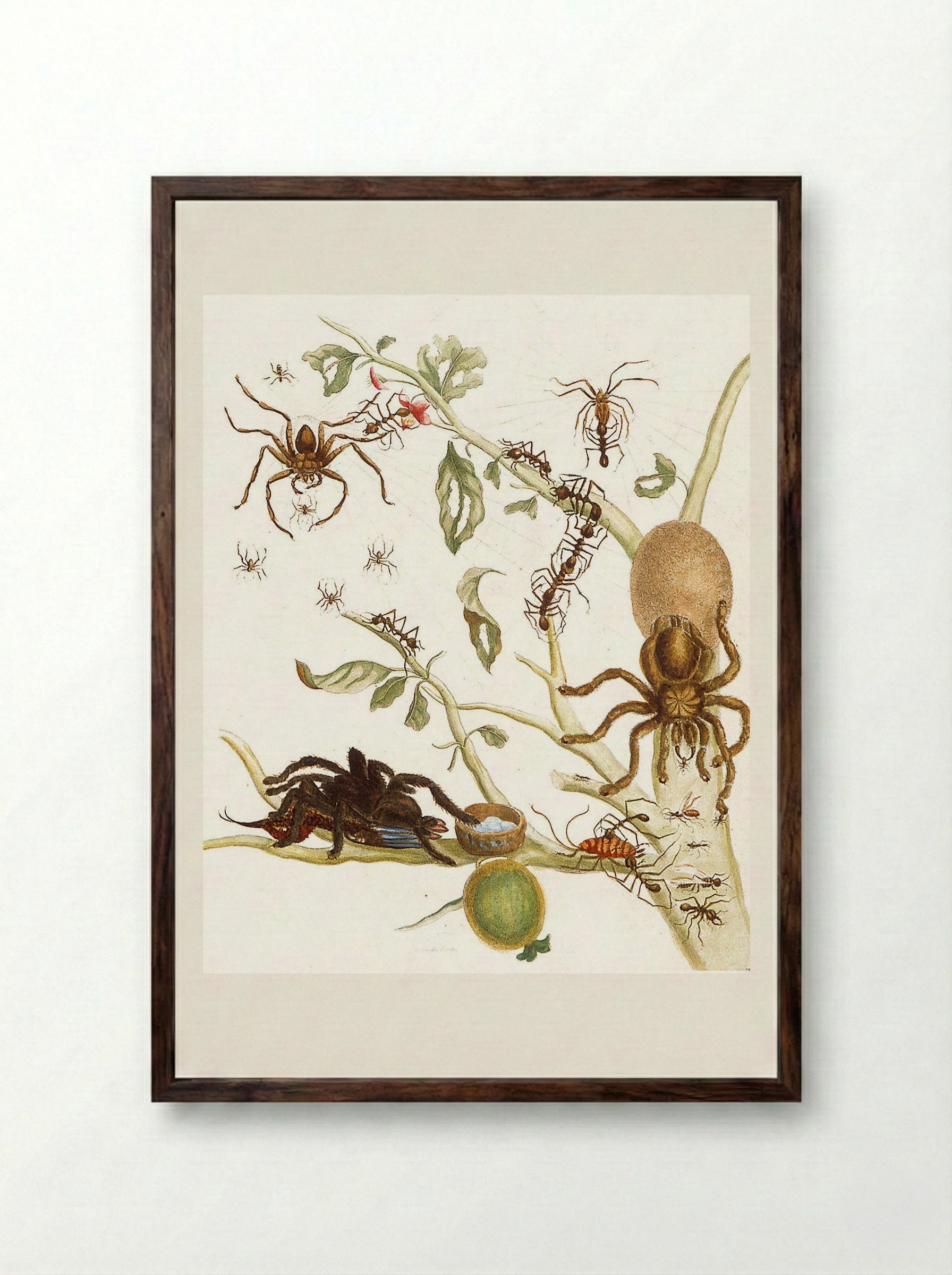 Spiders, Ants and Hummingbird on a Branch of a Guava - Maria Sibylla Merian - Framed Print Dark Wood