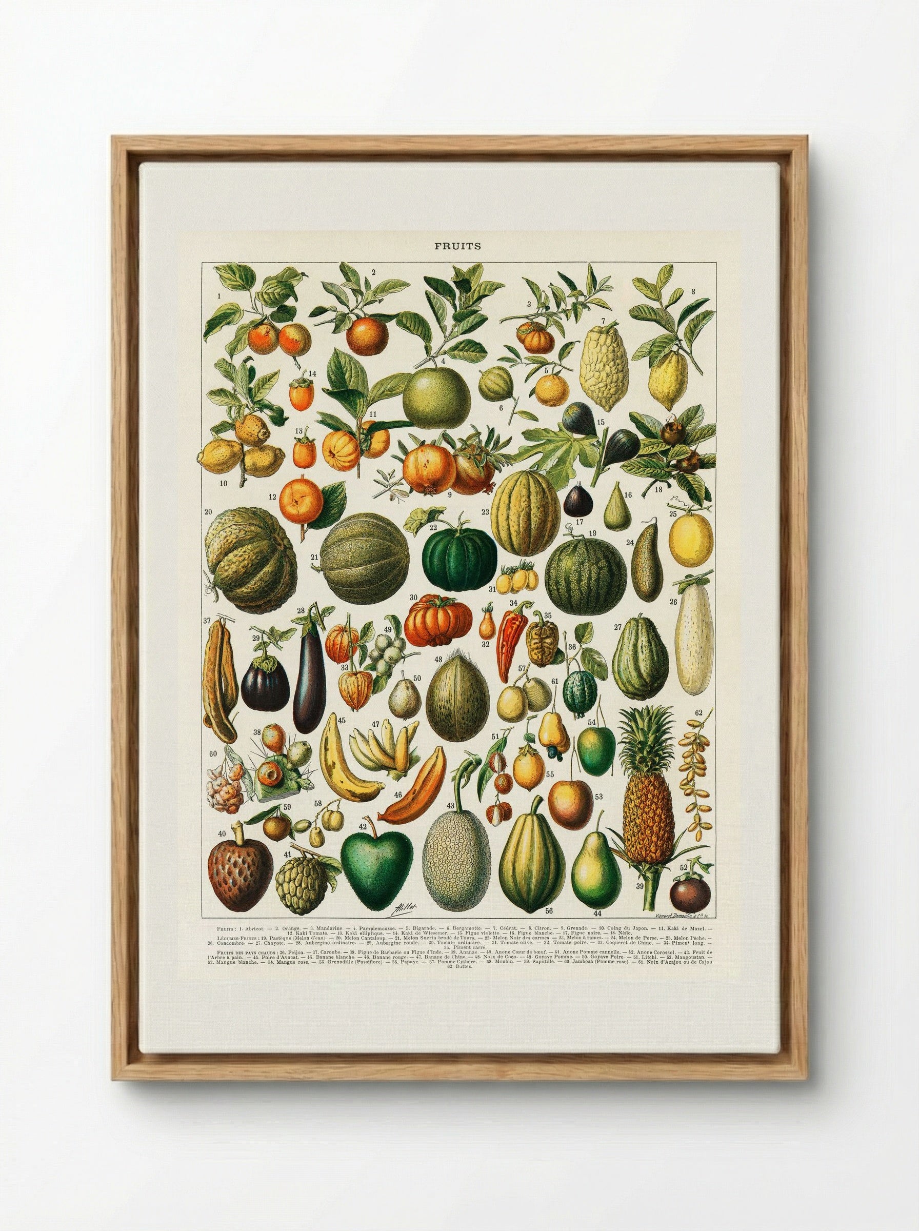 Fruits and Vegetables (Nouveau Larousse Illustré) - Pierre-Auguste Larousse - Framed Canvas Wood