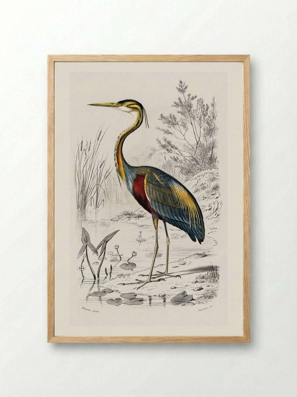 Purple Heron - Charles Dessalines D'Orbigny - Framed Print Wood